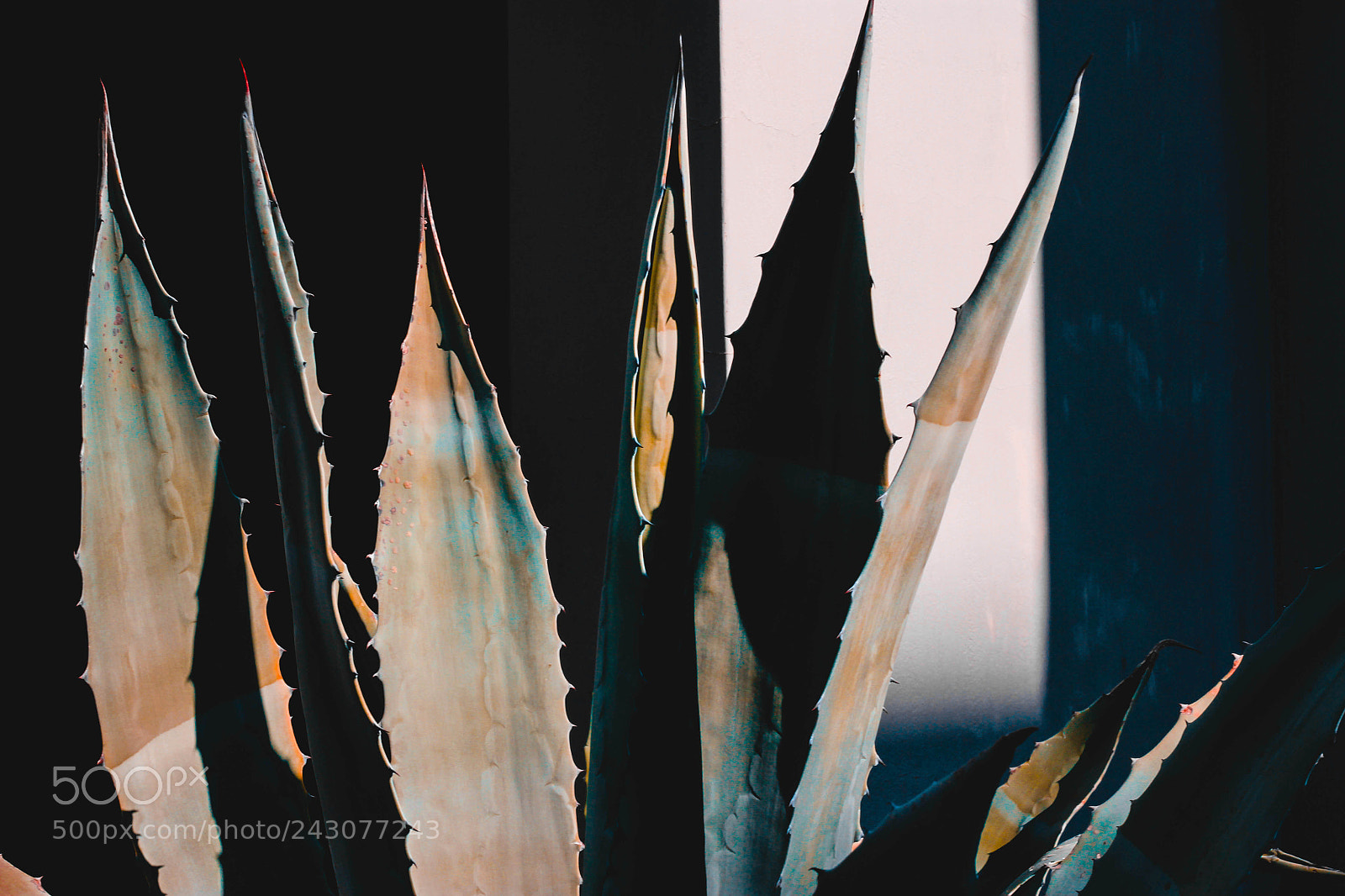 Canon EOS 100D (EOS Rebel SL1 / EOS Kiss X7) sample photo. Aloe colors photography