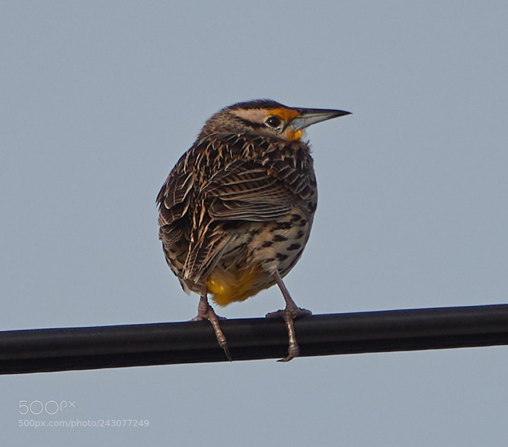 Canon EOS-1D X Mark II sample photo. 01-19-18-9999_78.jpg photography