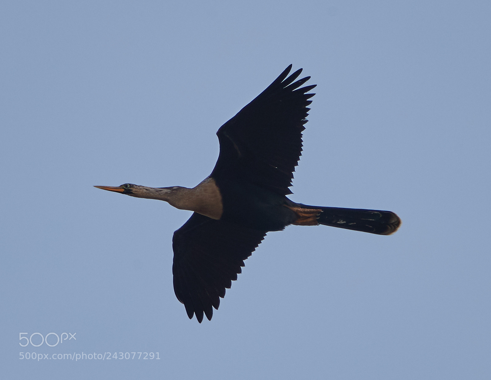 Canon EOS-1D X Mark II sample photo. 01-19-18-9999_46.jpg photography