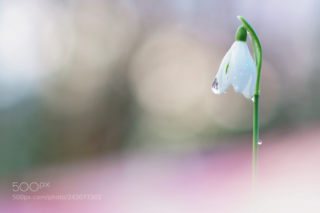 Sony ILCA-77M2 sample photo. The first snowdrop photography