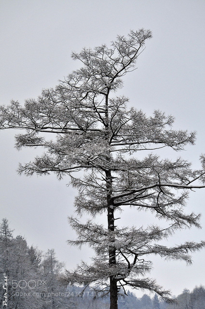 Nikon D300S sample photo. Tree in the snow photography