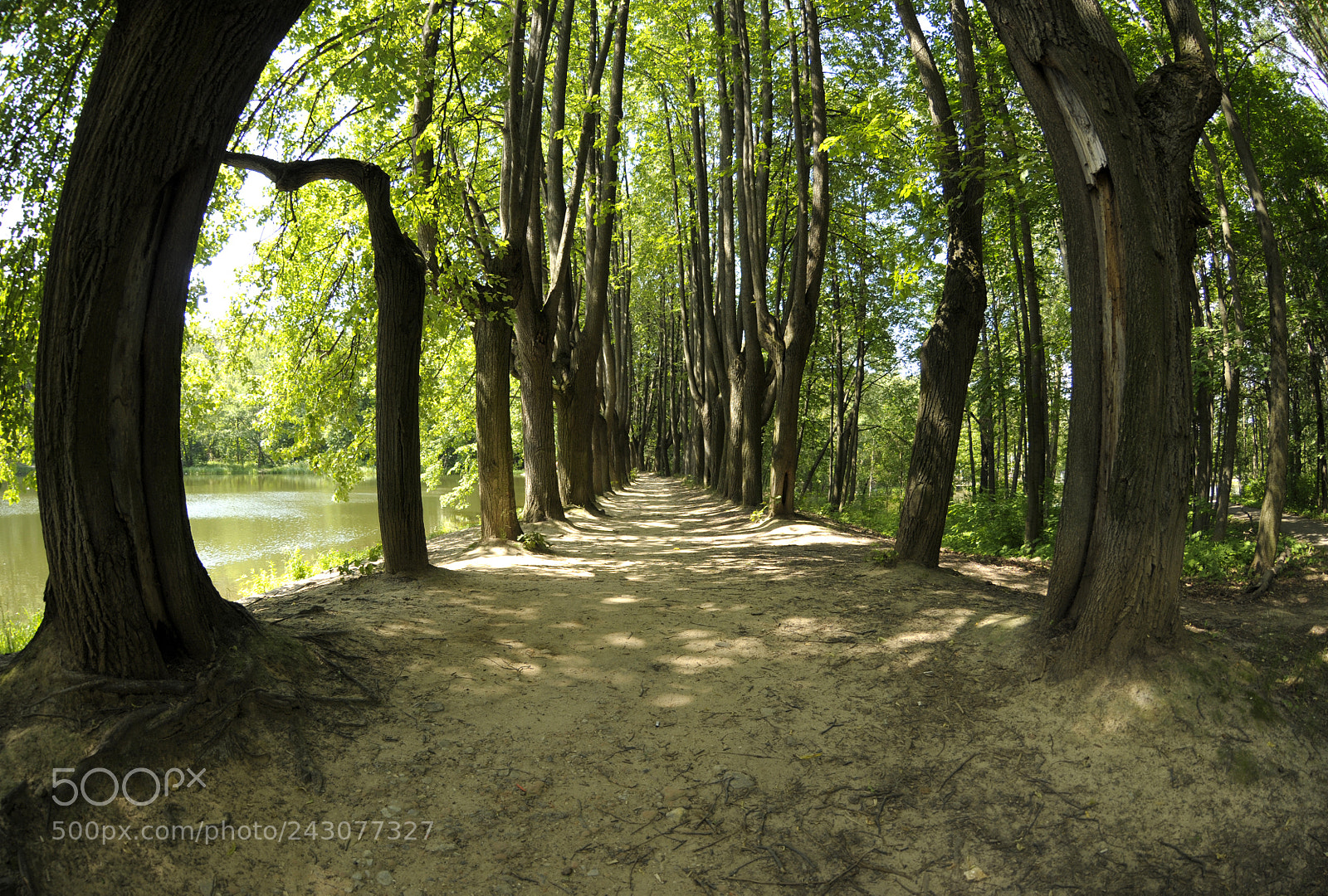 Nikon D300S sample photo. Path in the forest photography