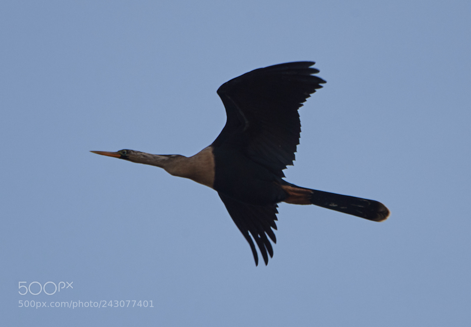 Canon EOS-1D X Mark II sample photo. 01-19-18-9999_45.jpg photography