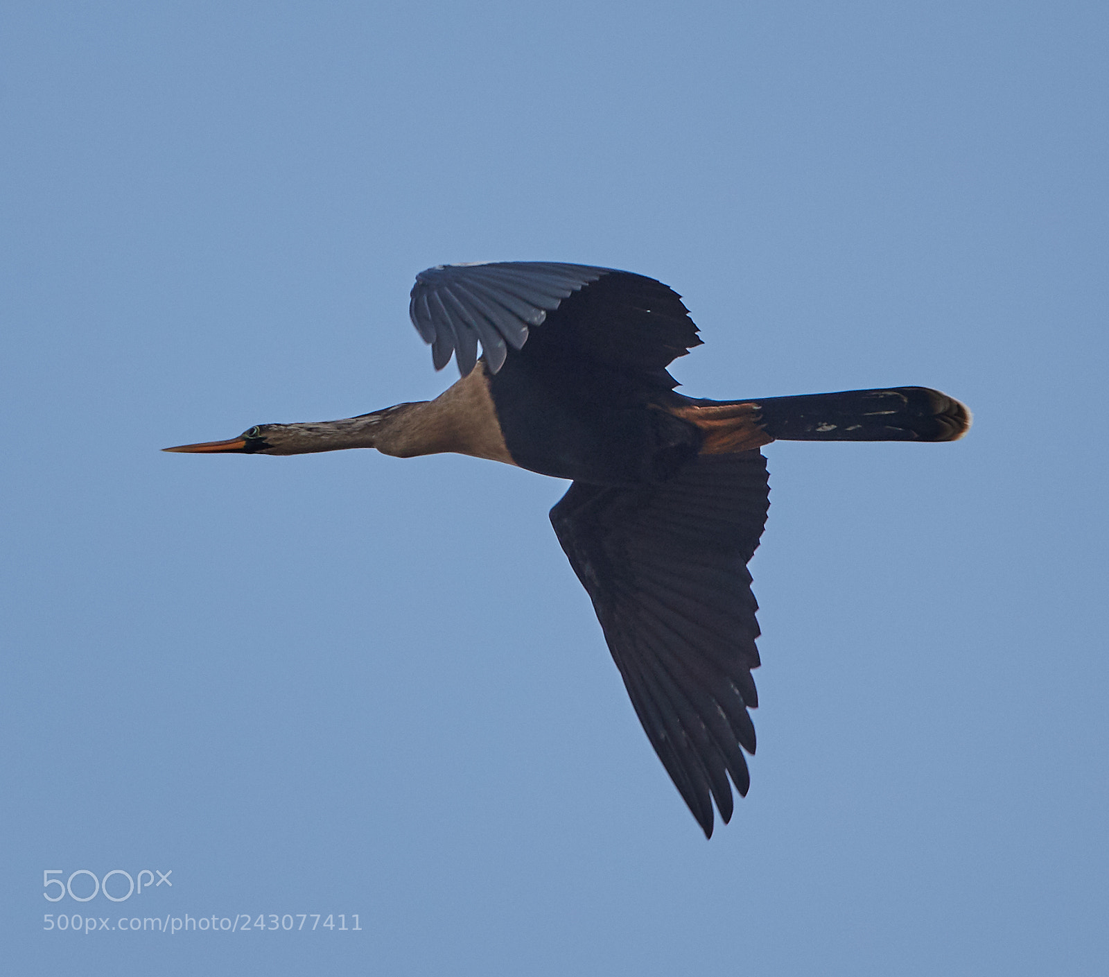 Canon EOS-1D X Mark II sample photo. 01-19-18-9999_43.jpg photography