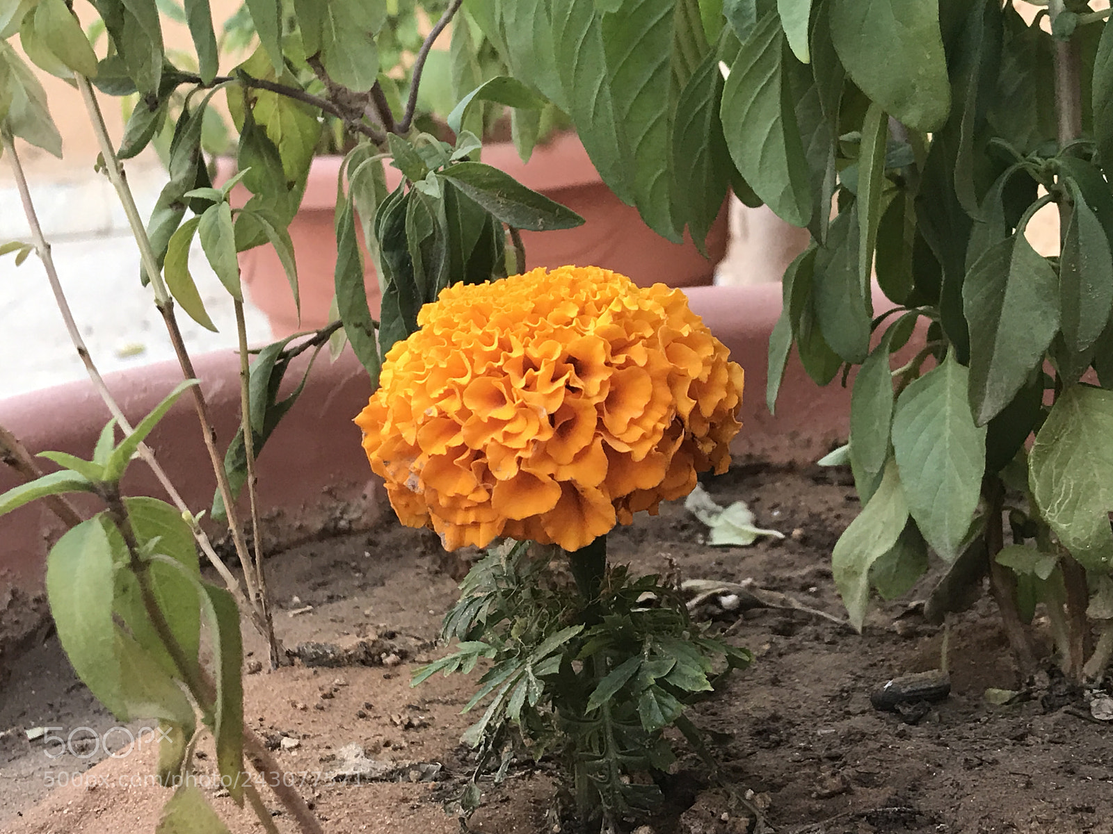 Apple iPhone 7 Plus sample photo. Hi guys photography