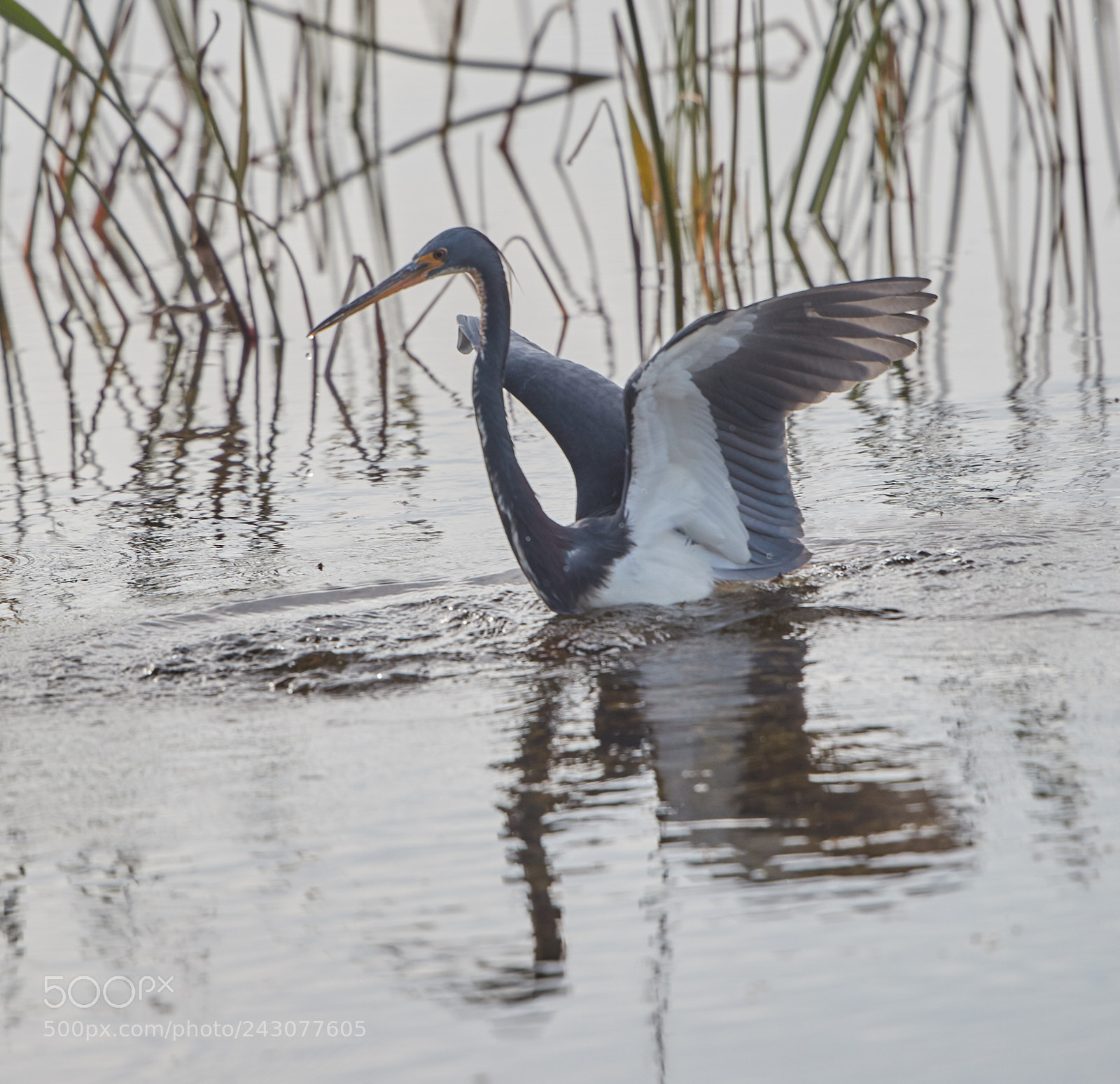 Canon EOS-1D X Mark II sample photo. 01-19-18-9999_42.jpg photography