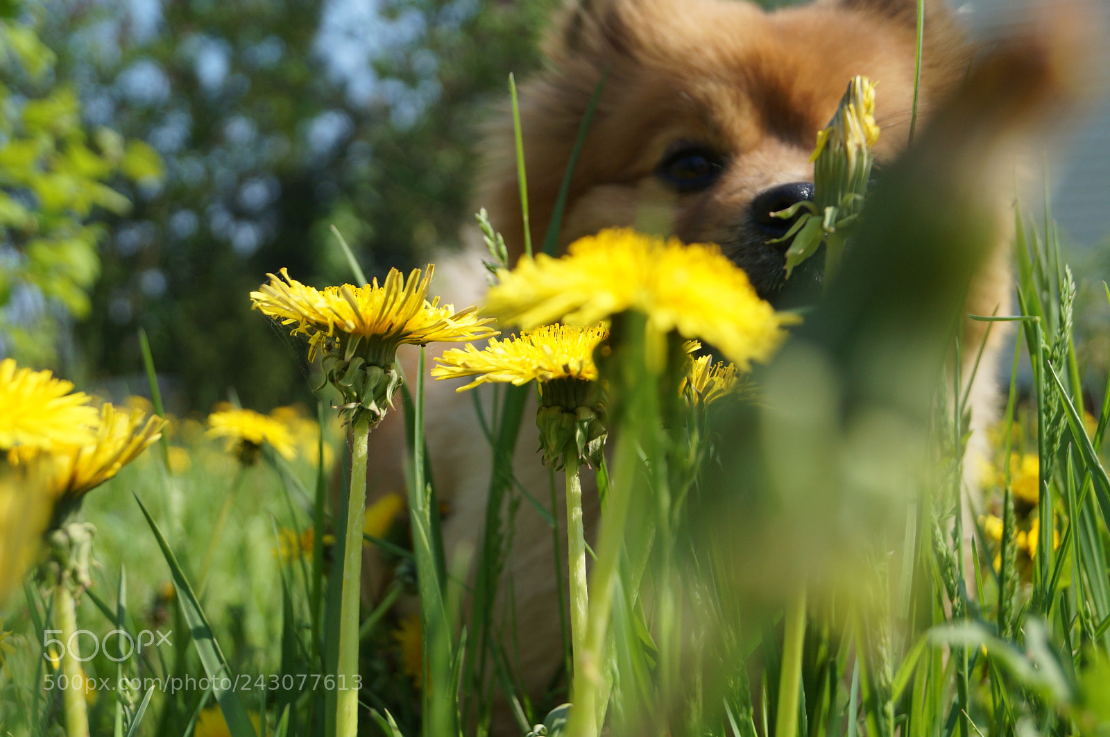 Sony SLT-A57 sample photo. Untitled photography