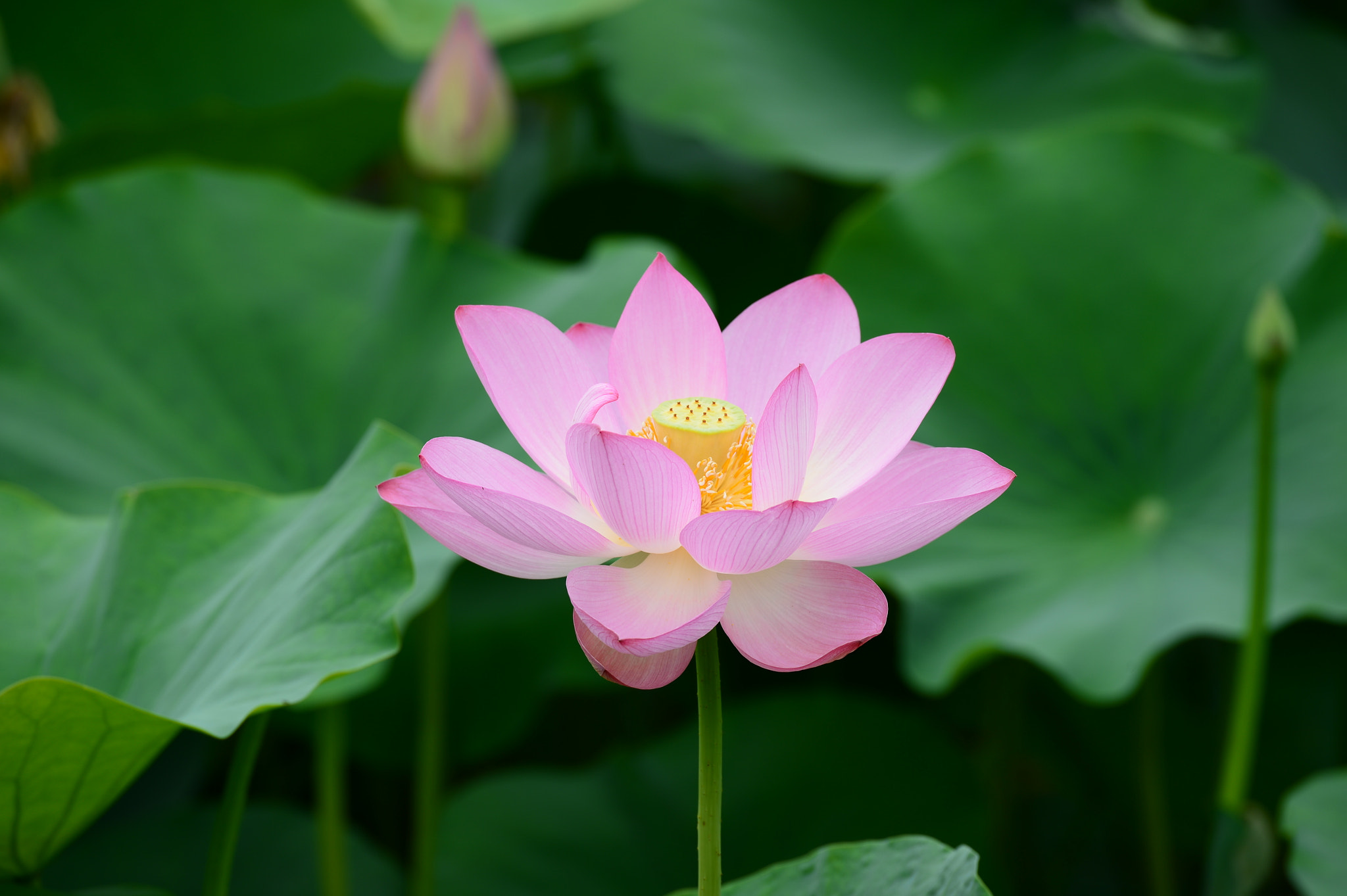 Nikon D4 sample photo. Lotus photography