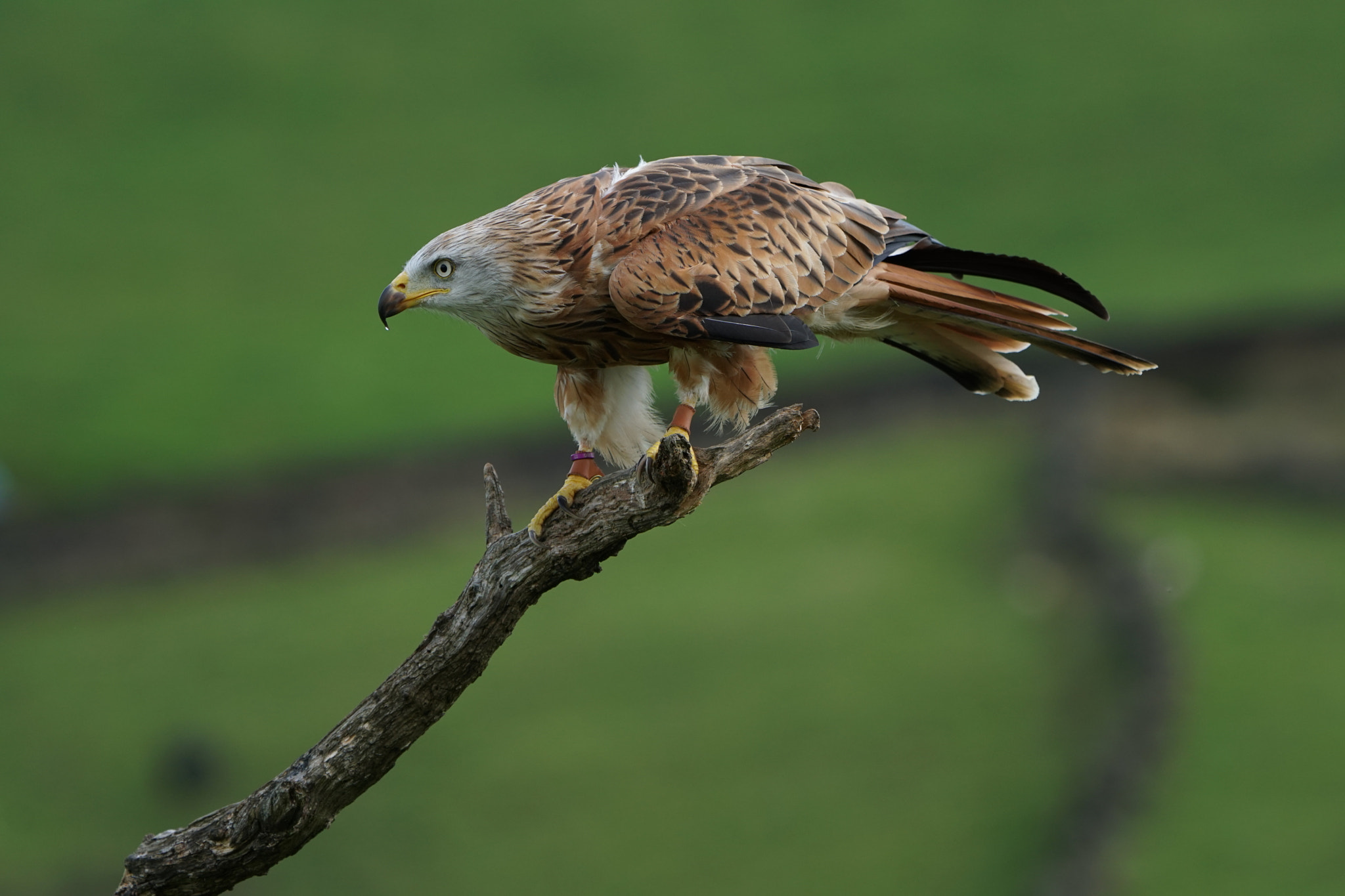 Sony FE 70-300mm F4.5-5.6 G OSS sample photo. Red kite perched photography