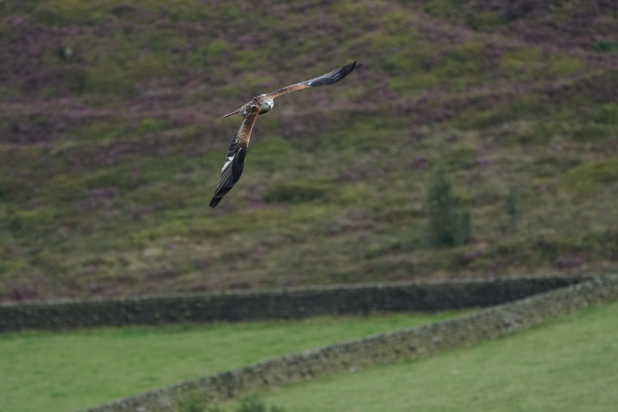 Sony a6500 sample photo. Red kite in flight photography