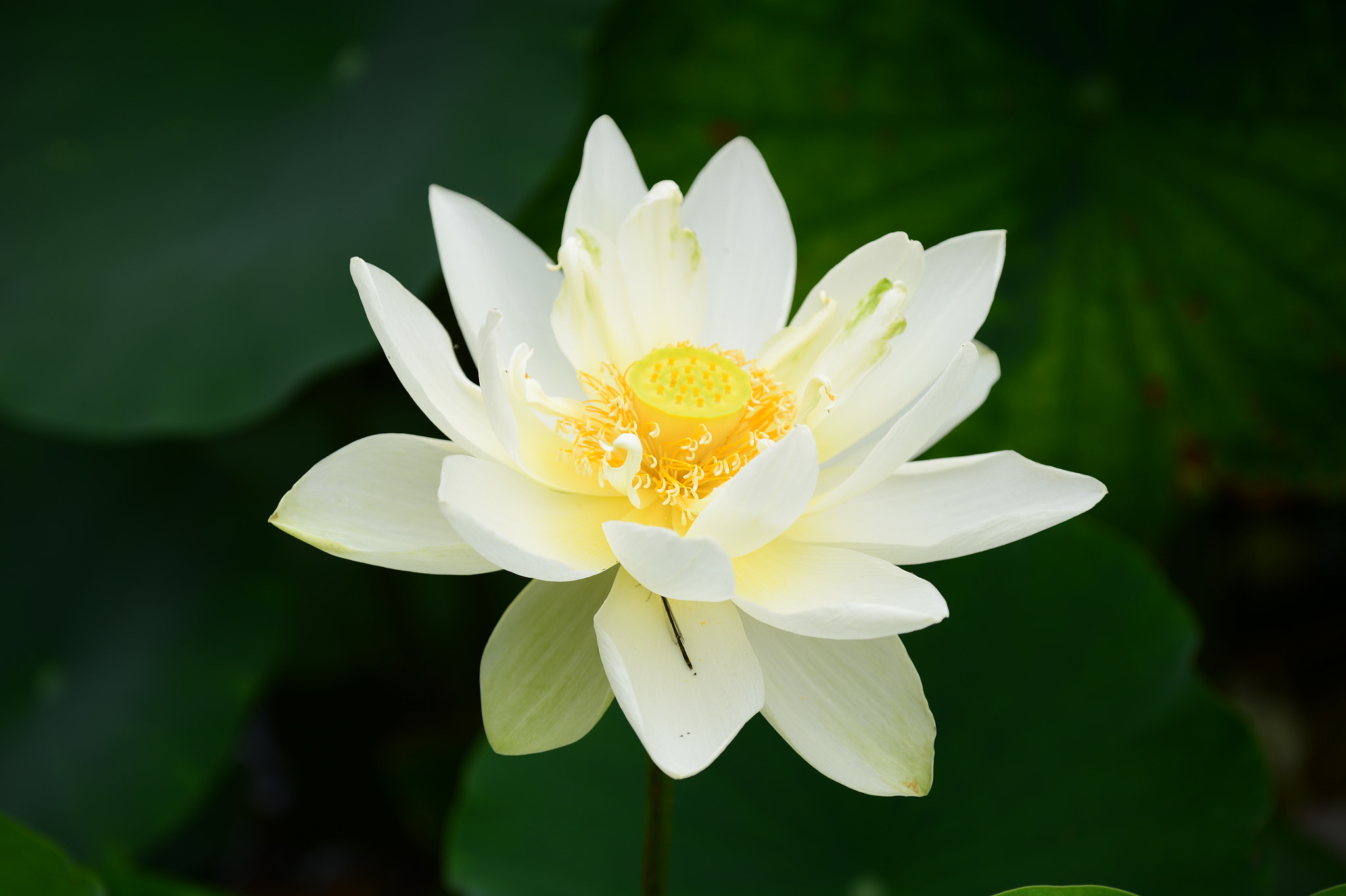 Nikon D4 sample photo. Lotus photography