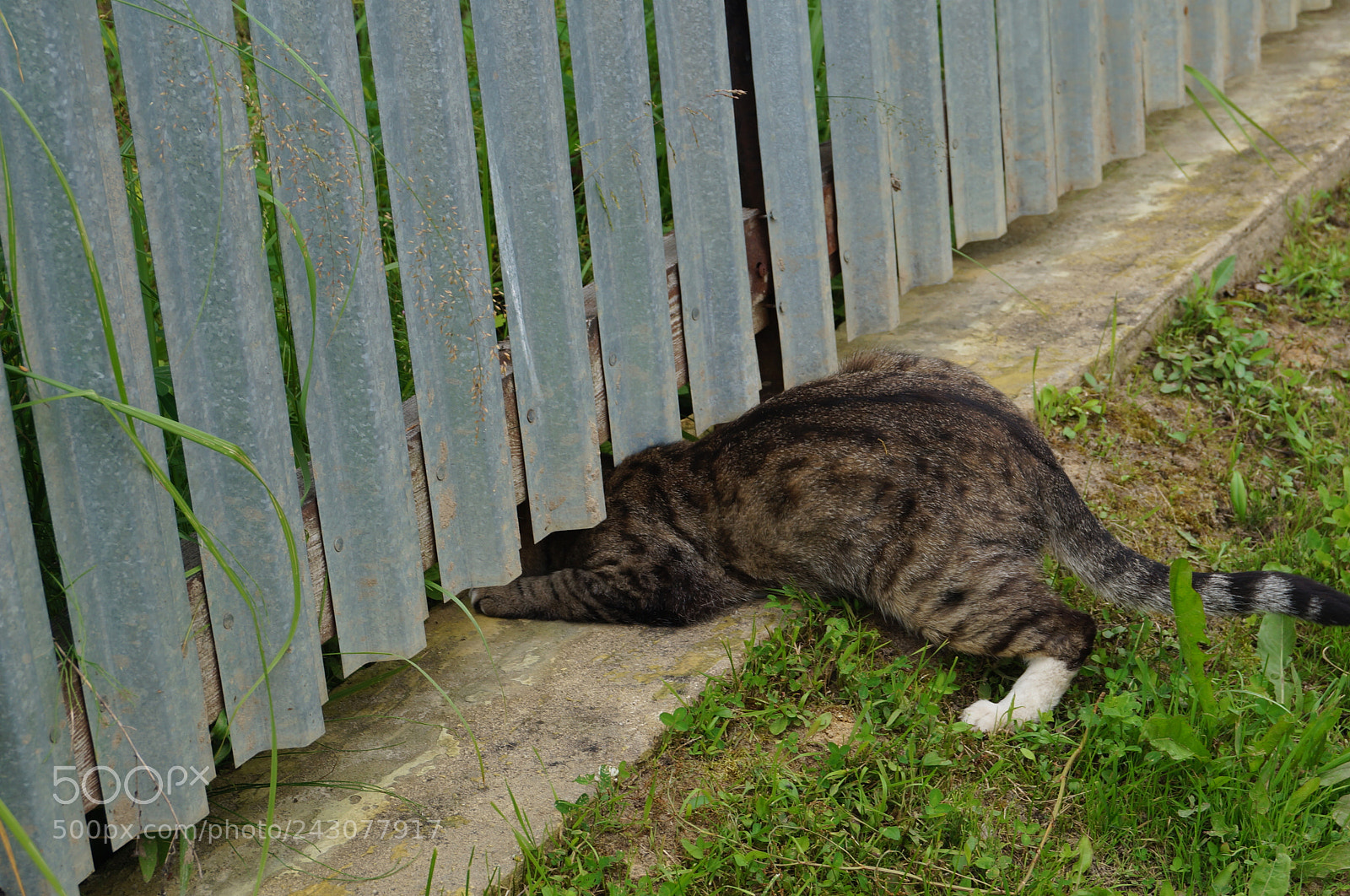 Sony SLT-A57 sample photo. Untitled photography