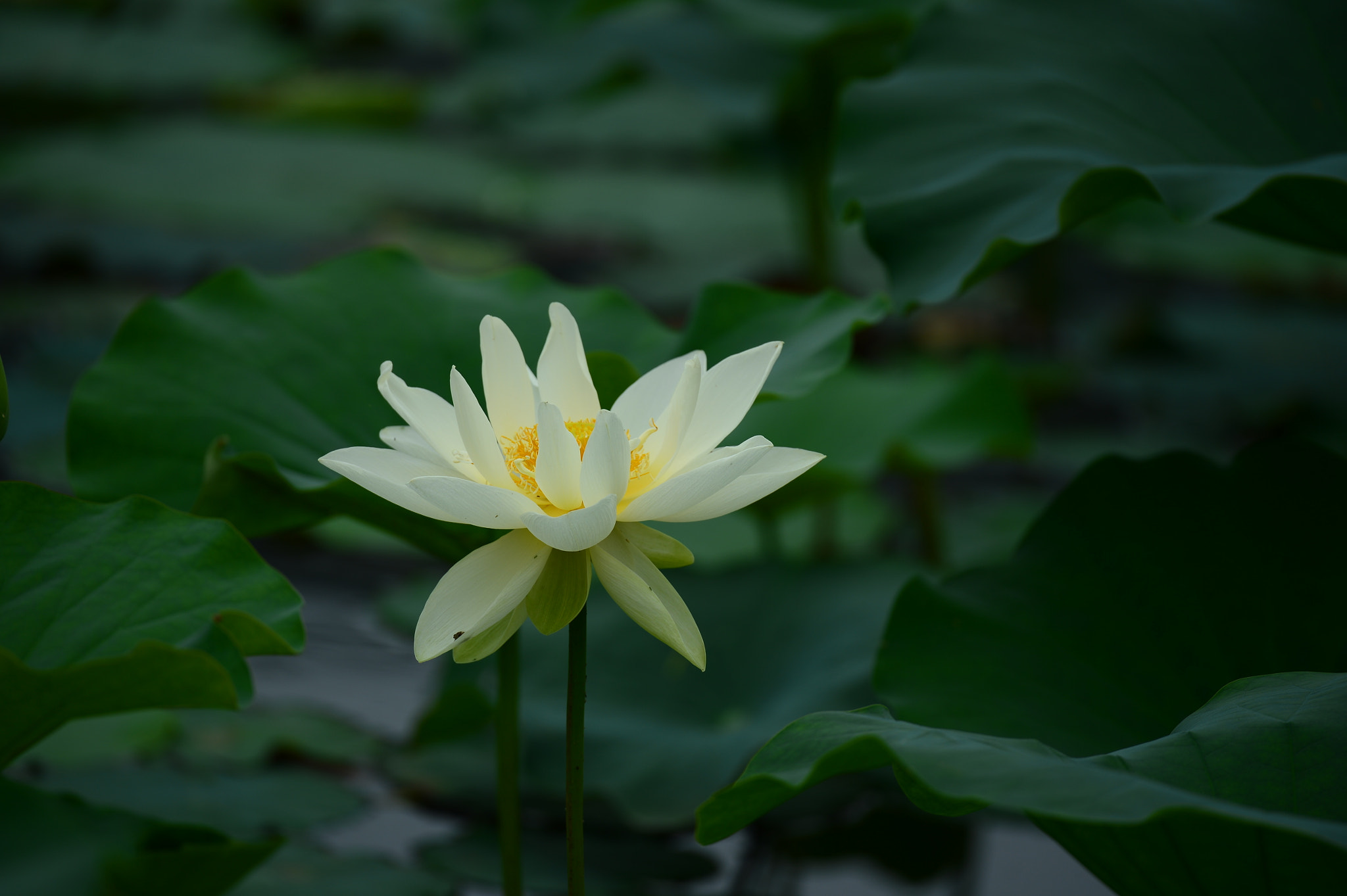 Nikon D4 sample photo. Lotus photography