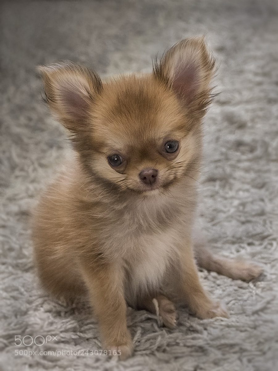 Canon EOS 650D (EOS Rebel T4i / EOS Kiss X6i) sample photo. Pets of all people photography