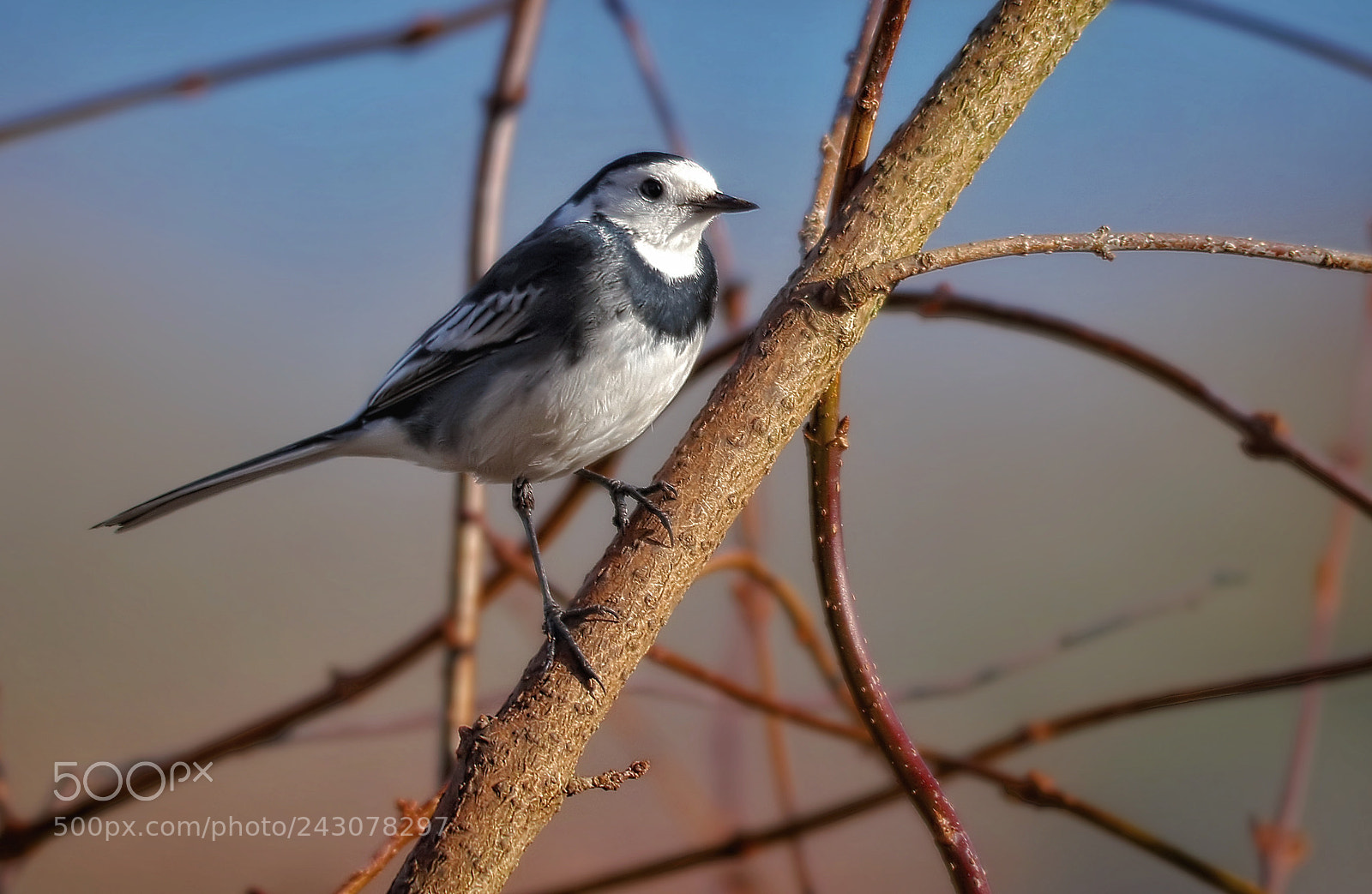 Canon EOS 750D (EOS Rebel T6i / EOS Kiss X8i) sample photo. Winter wagtail photography