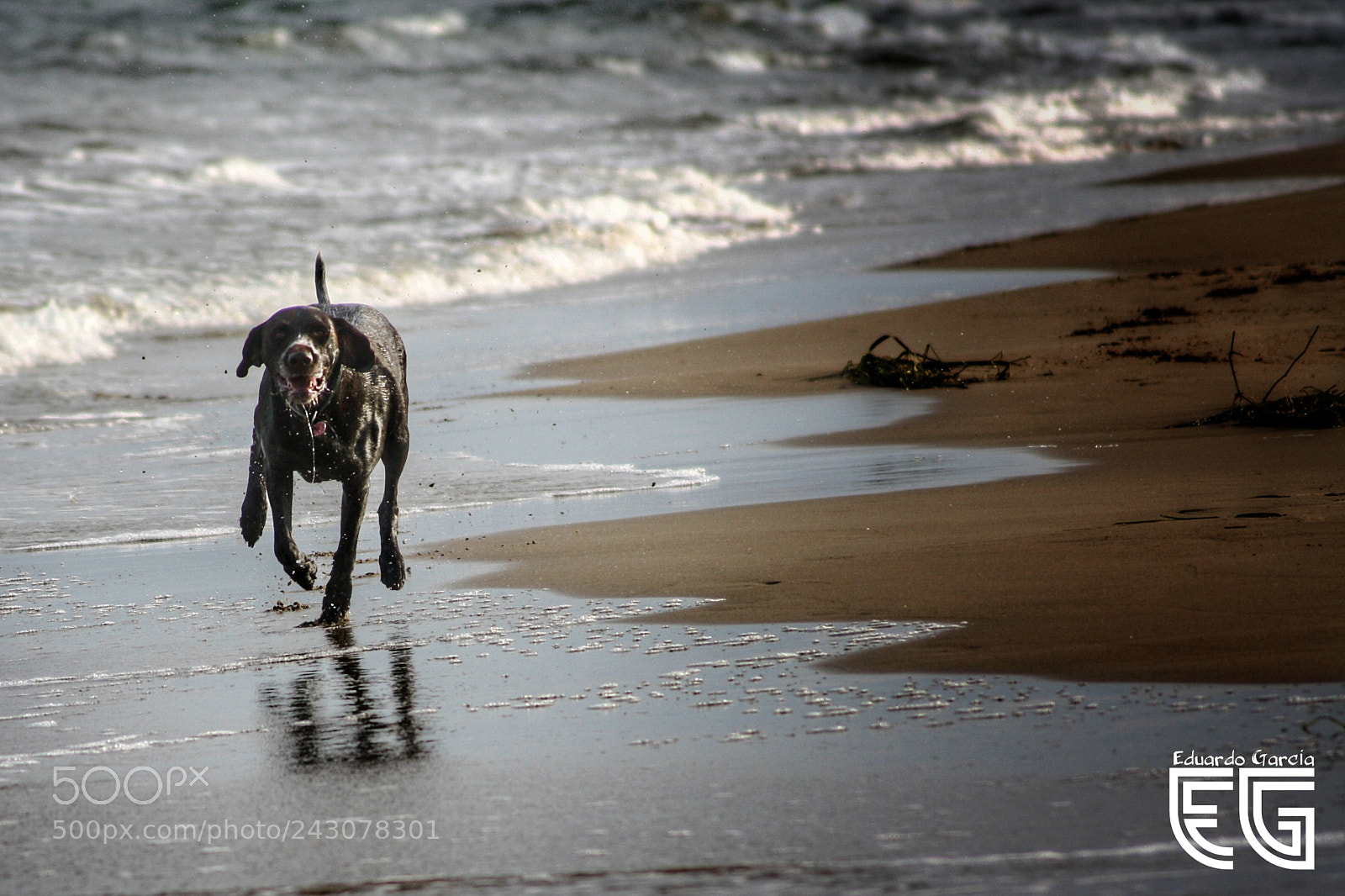 Canon EOS 1000D (EOS Digital Rebel XS / EOS Kiss F) sample photo. Dog photography