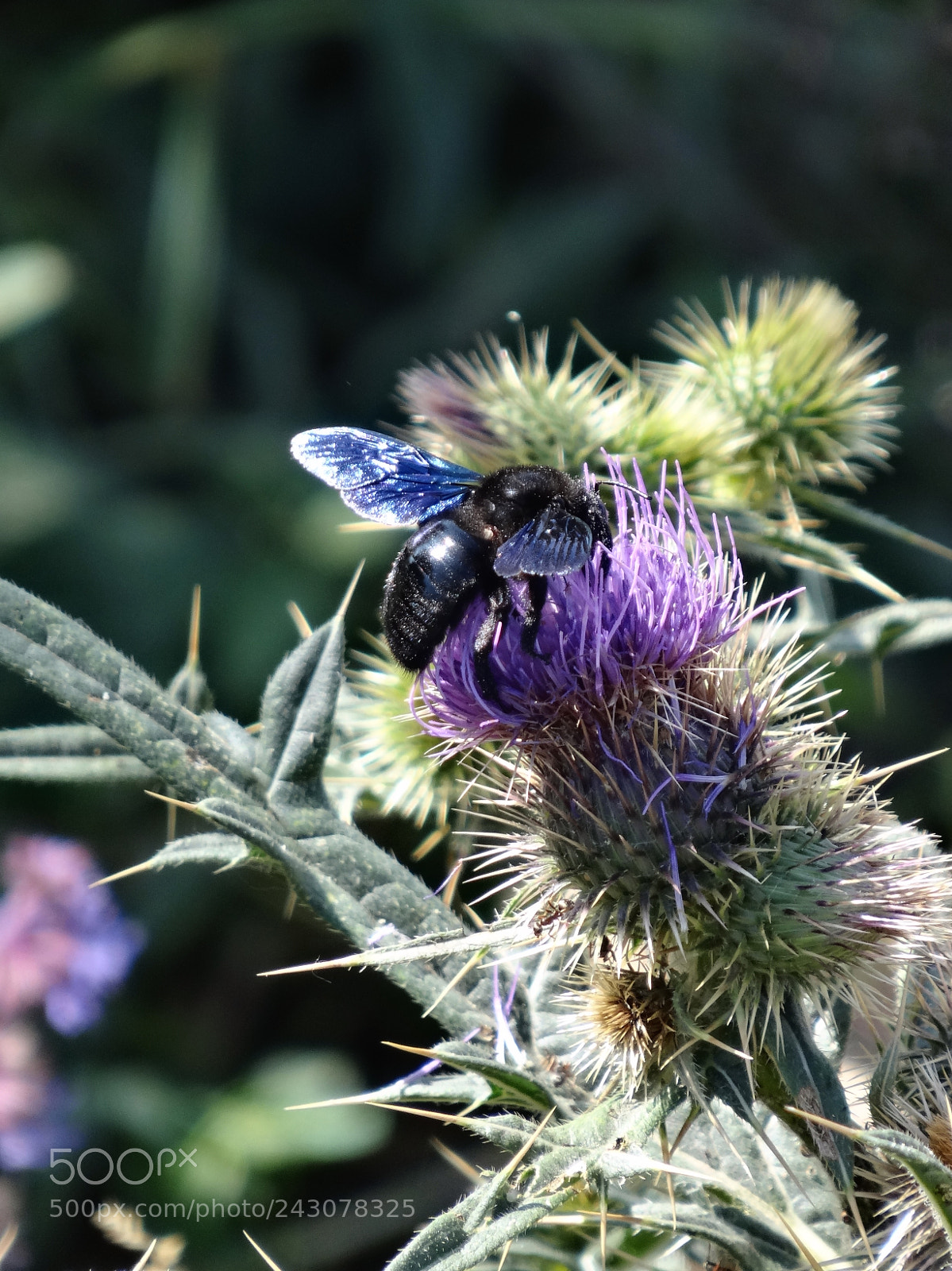 Sony Cyber-shot DSC-HX20V sample photo. Bee at gombori pass photography