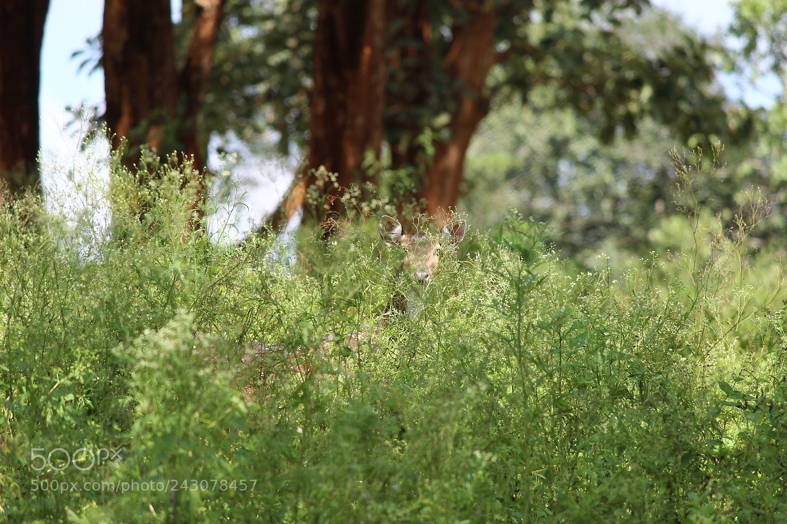 Canon EF-S 55-250mm F4-5.6 IS II sample photo. Untitled photography