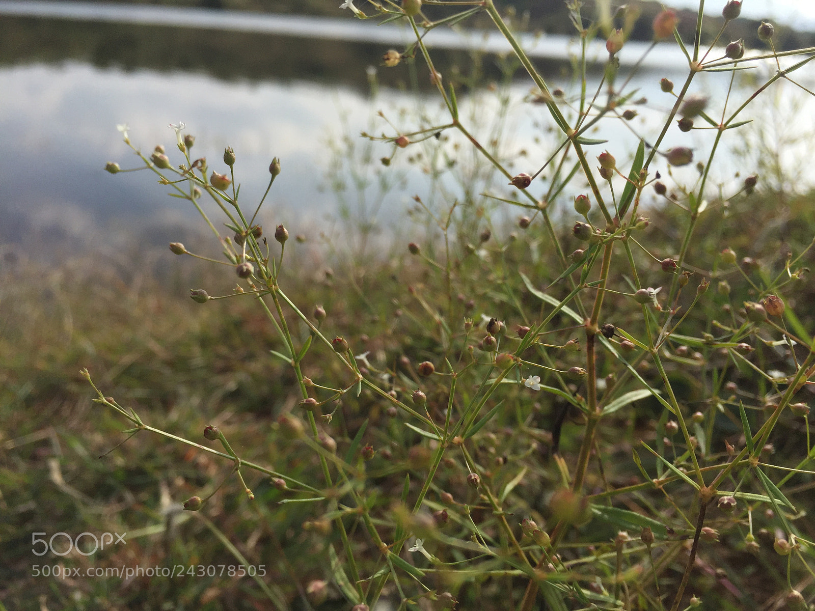 Apple iPhone 6 Plus sample photo. Beauty of nature photography