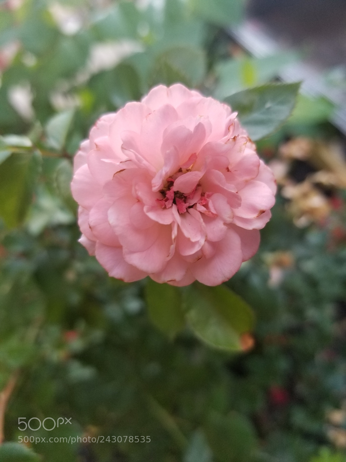 Samsung Galaxy S8+ sample photo. Beauty in every pedal photography