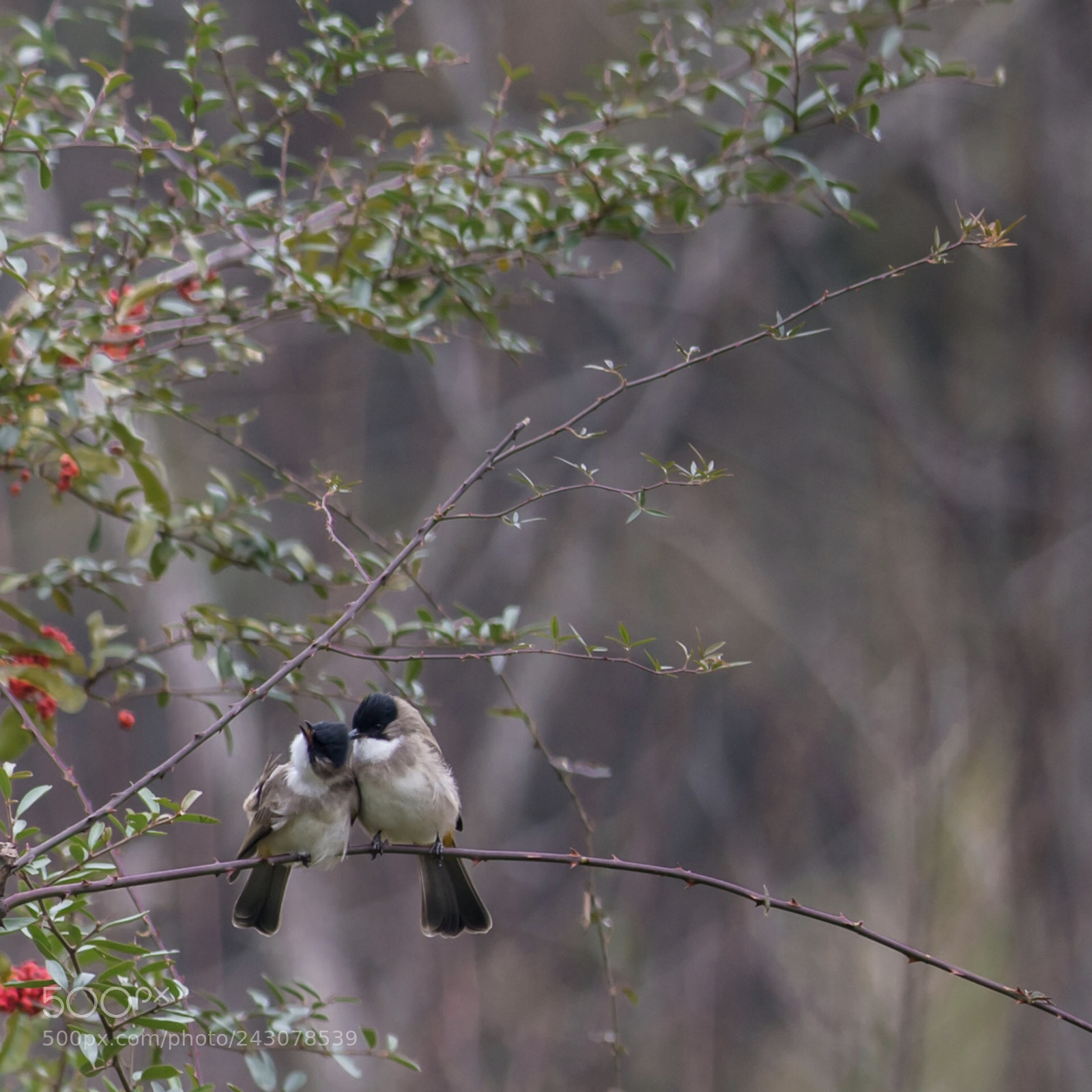 Nikon D500 sample photo. Because love photography