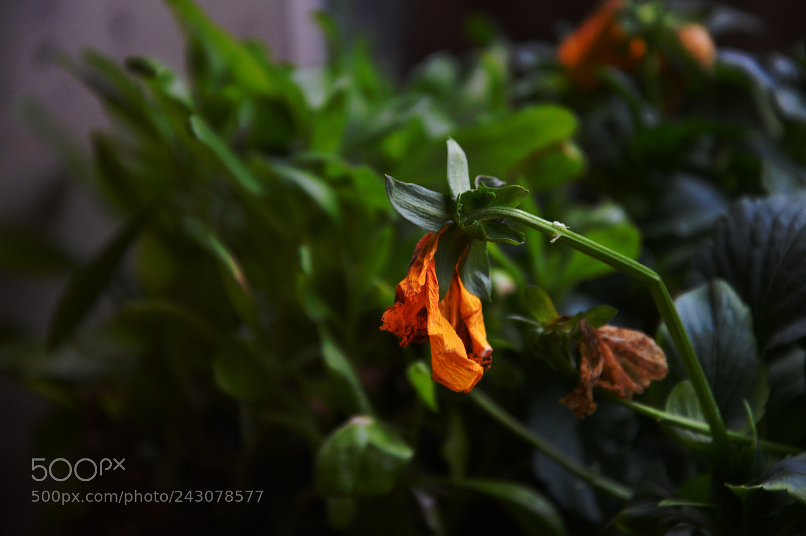 Nikon D3200 sample photo. Dry photography