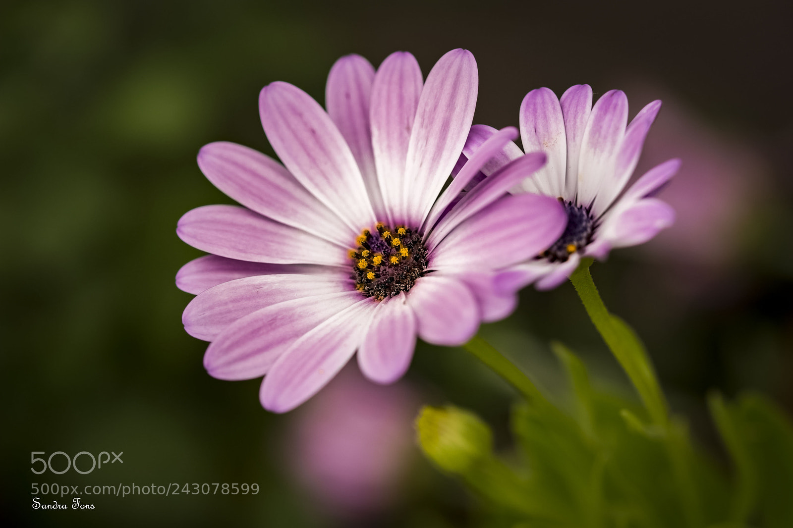 Nikon D7100 sample photo. Al sol y a photography