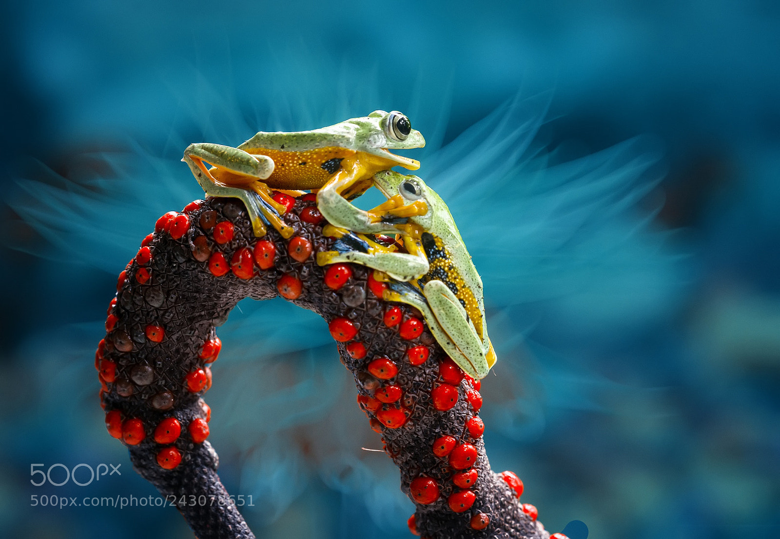 Nikon D800 sample photo. Photo of two frogs photography