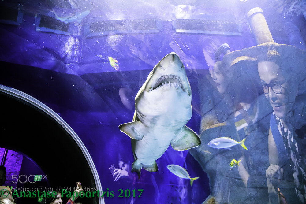 Canon EOS 5D Mark IV sample photo. Rio de janeiro aquarium photography