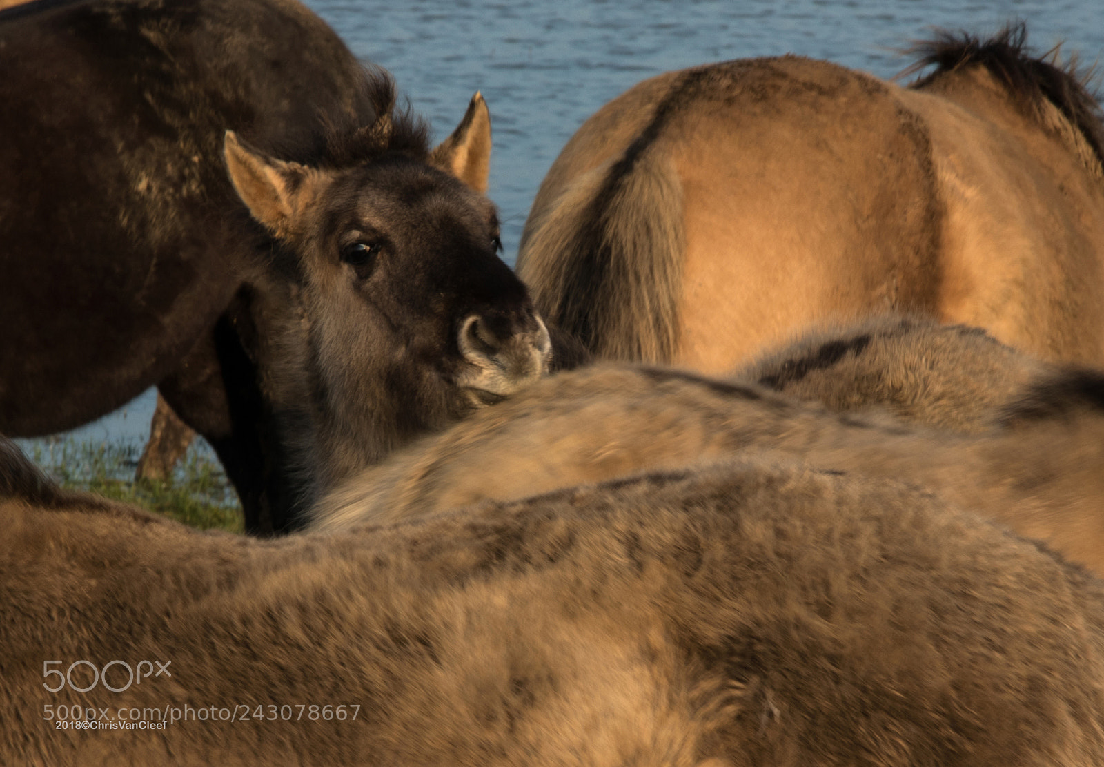 Canon EOS M5 sample photo. Wild horses running from photography