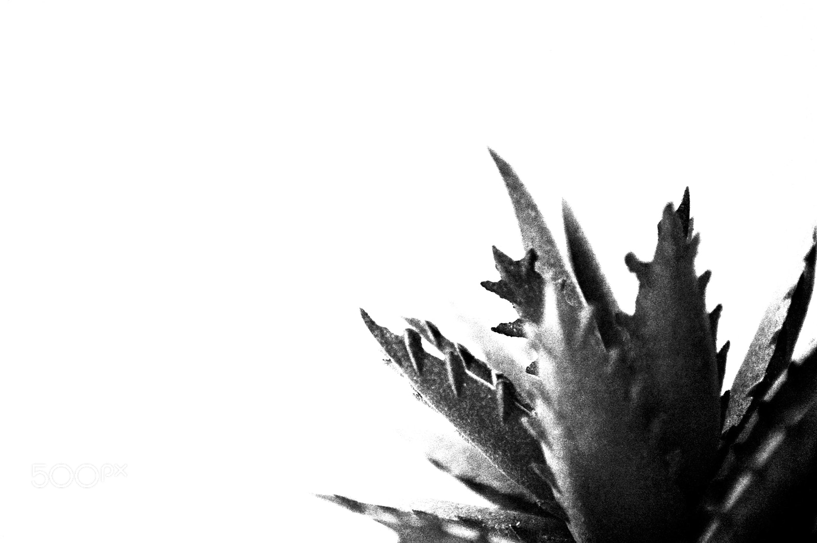 Nikon D3200 sample photo. Plant photography