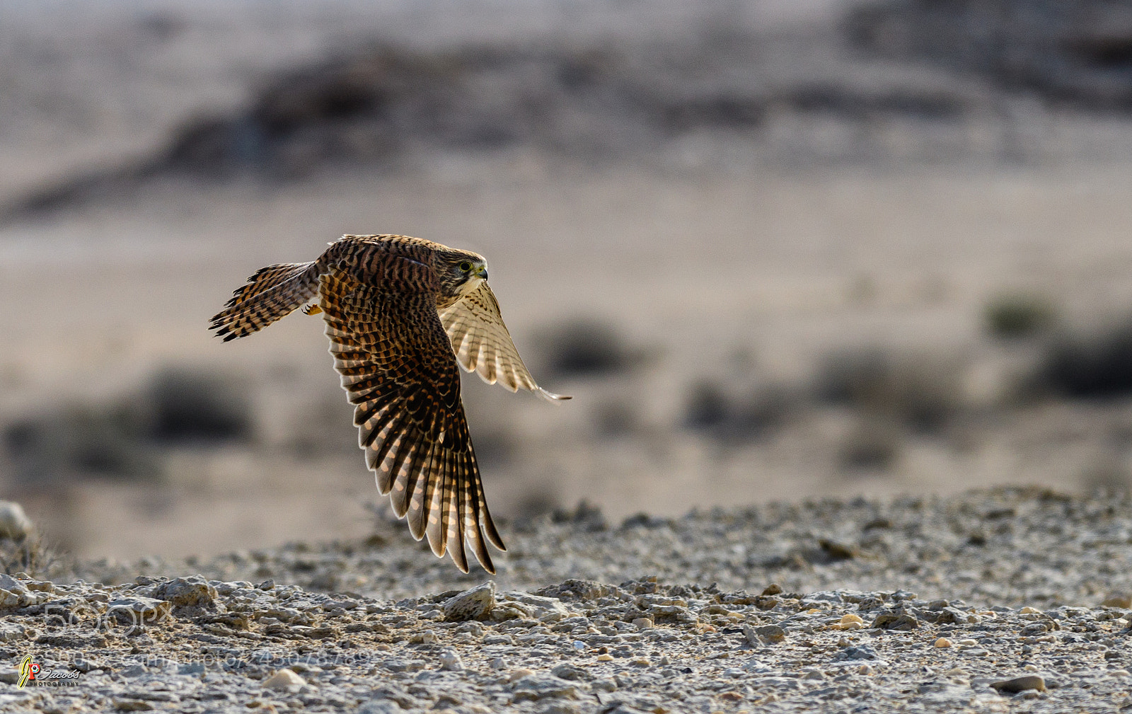 Nikon D500 sample photo. Common kestrel photography