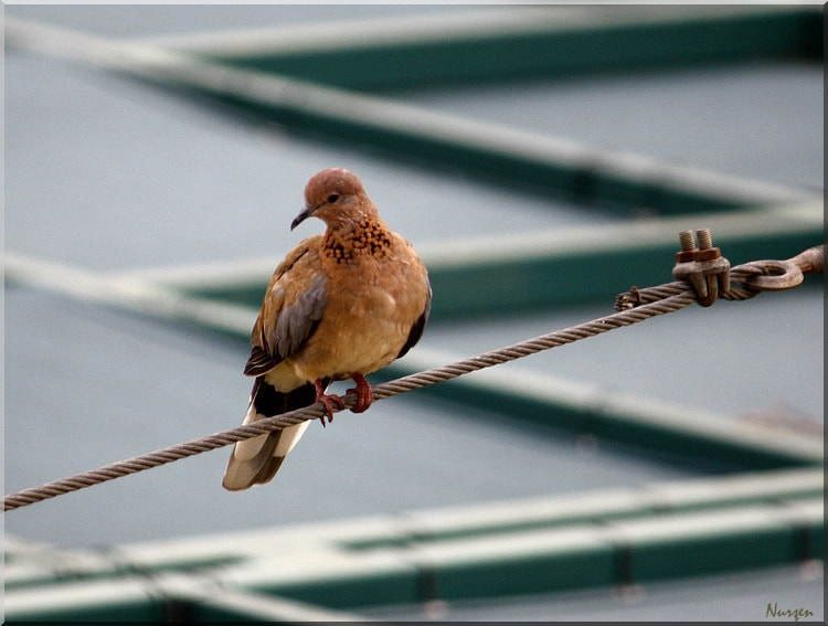 Canon EF-S 55-250mm F4-5.6 IS sample photo. Dove photography