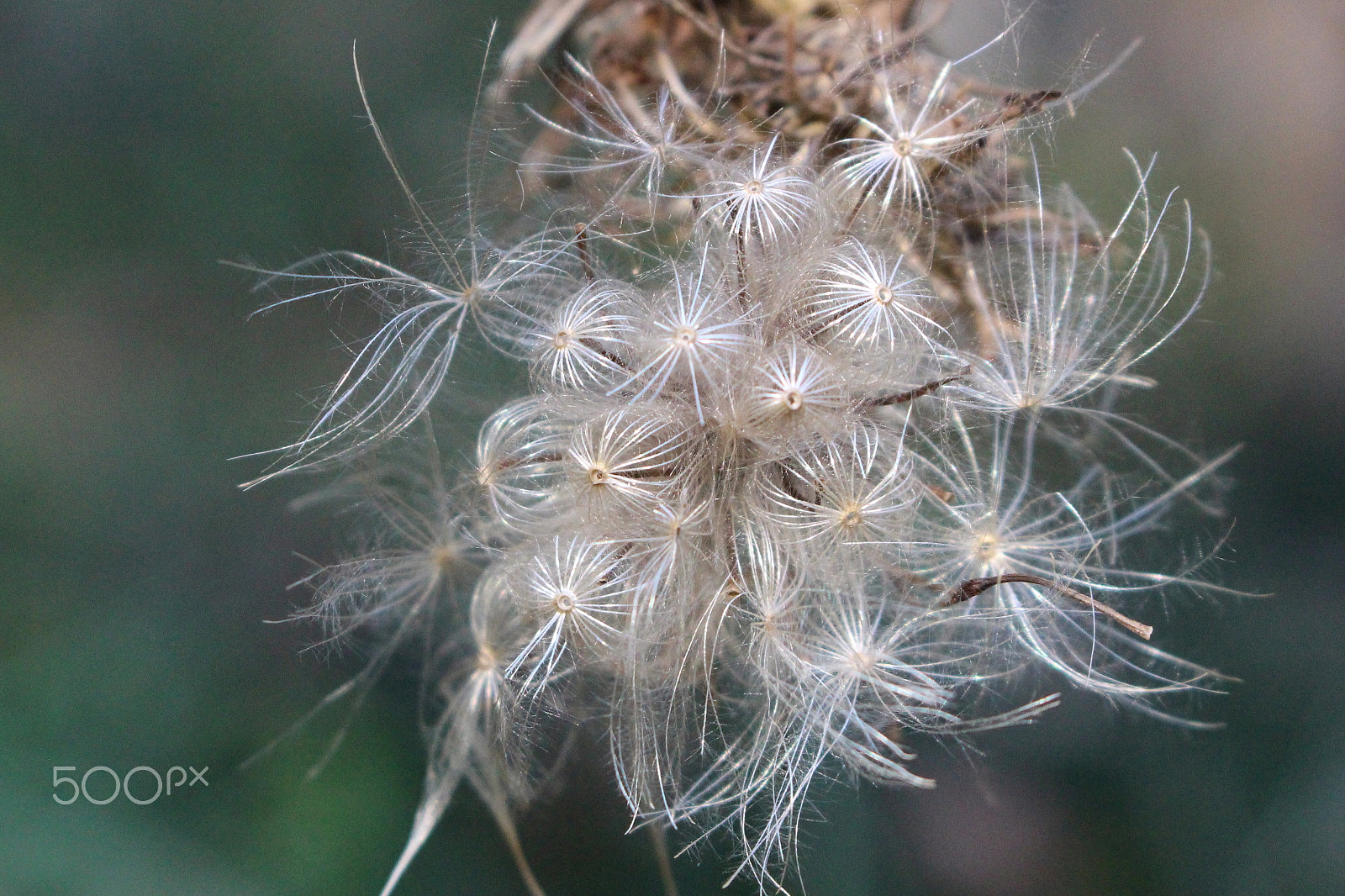 Canon EOS 100D (EOS Rebel SL1 / EOS Kiss X7) sample photo. Fluffy photography