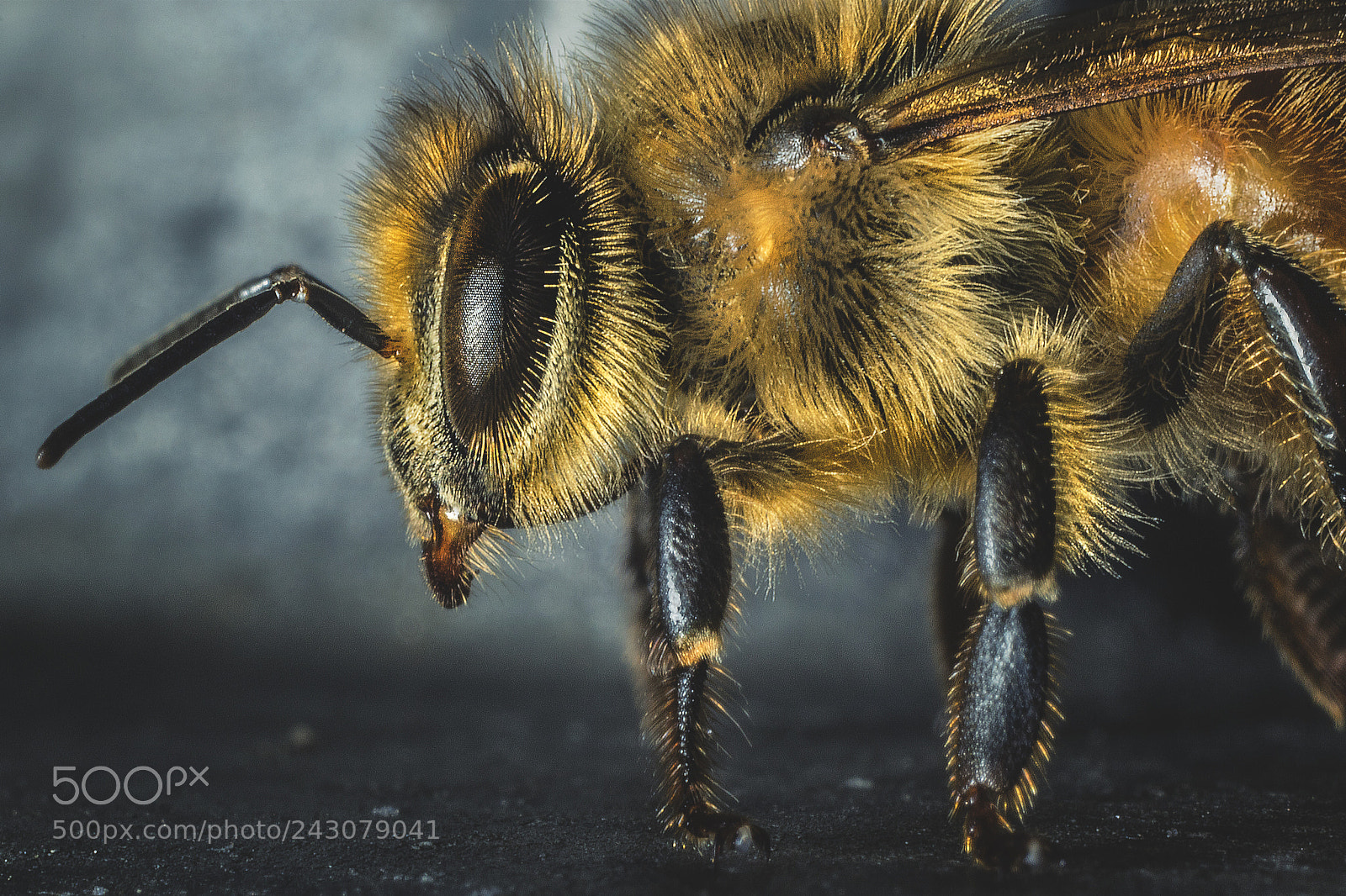 Canon EOS 7D Mark II sample photo. Profile of a bee photography