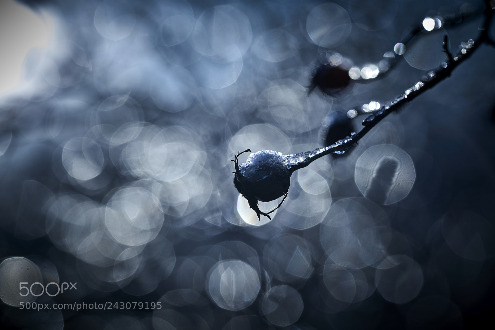 Nikon D800E sample photo. Enduring the cold photography