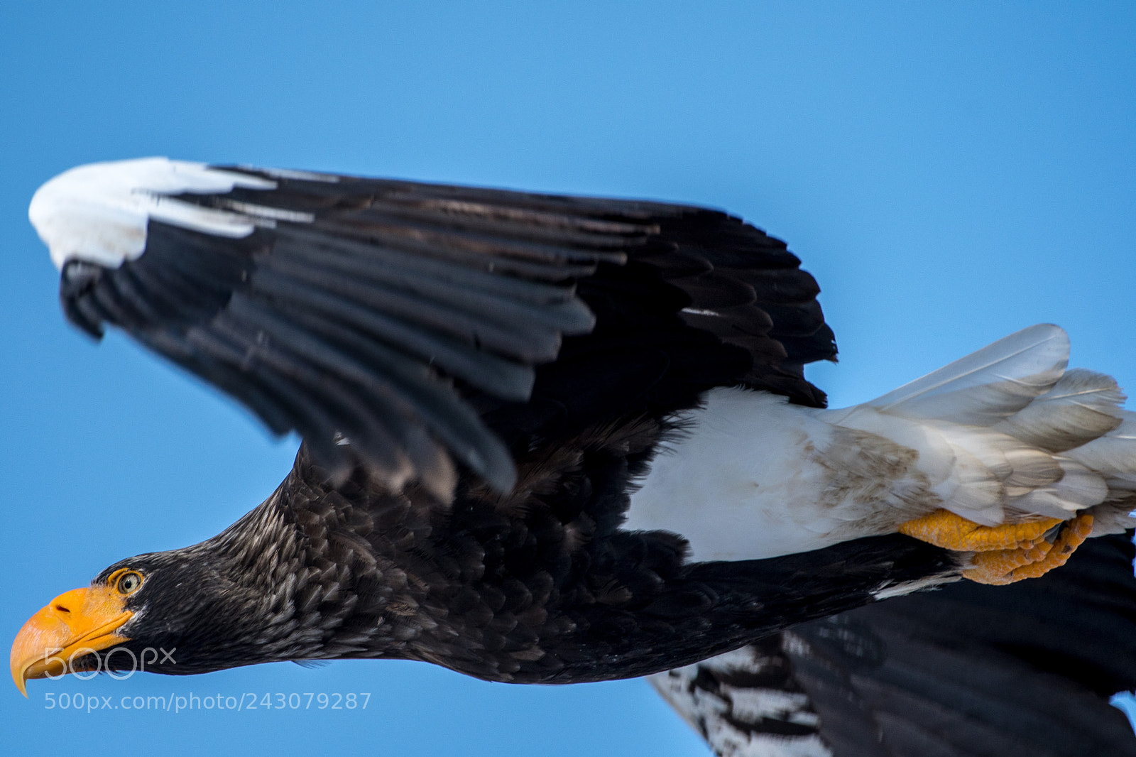 Nikon D500 sample photo. Steller's sea eagle photography