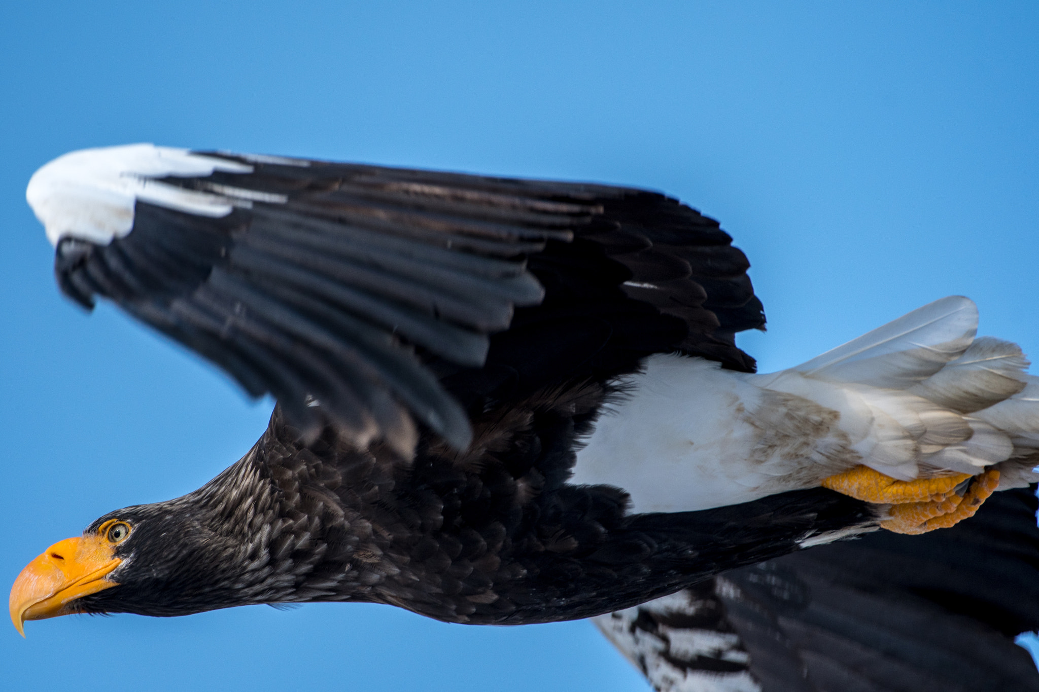 Steller's sea eagle