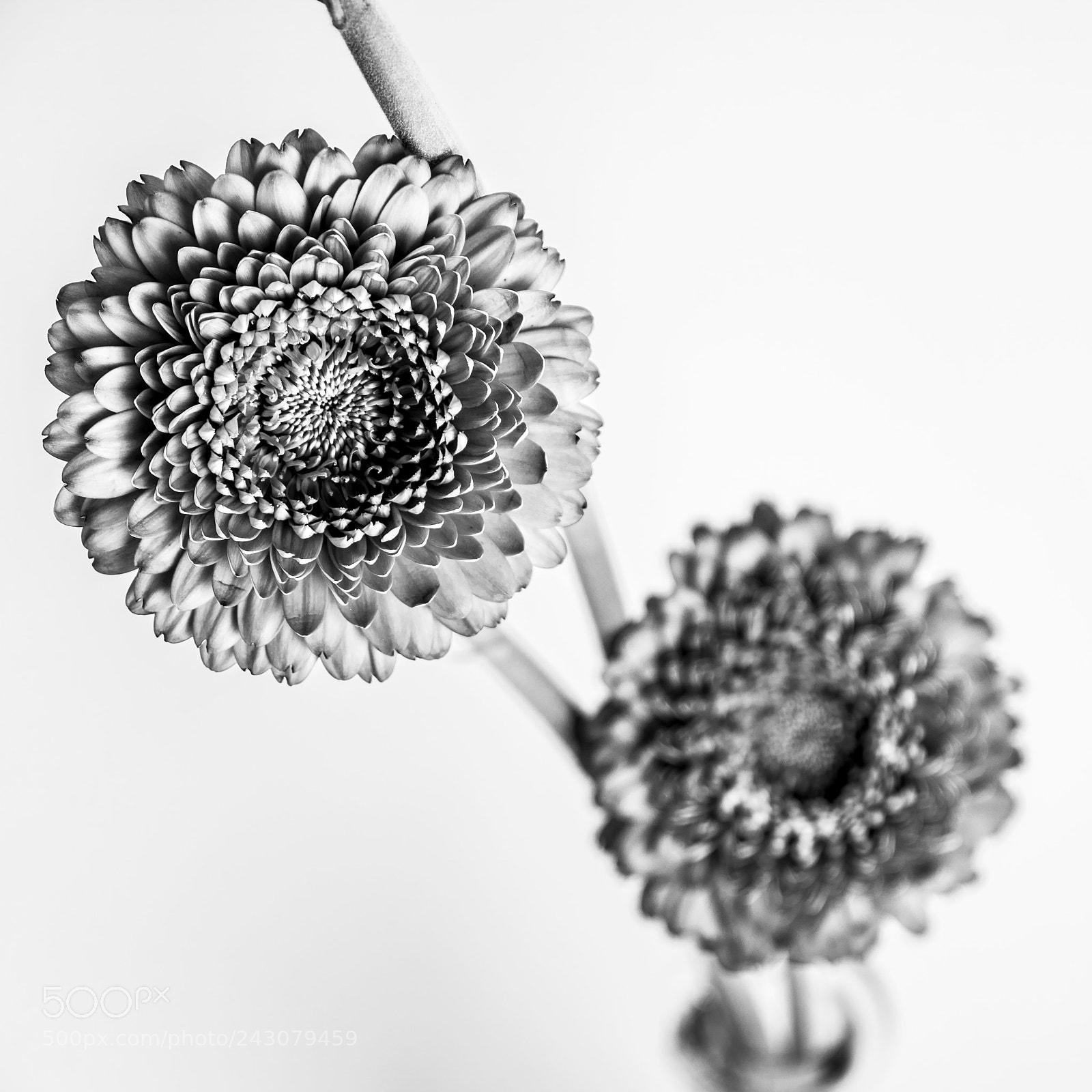 Pentax K-70 sample photo. Gerberas photography