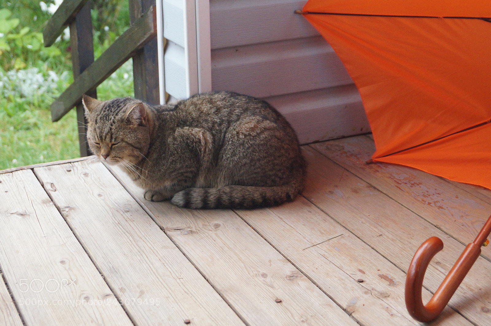 Sony SLT-A57 sample photo. Untitled photography