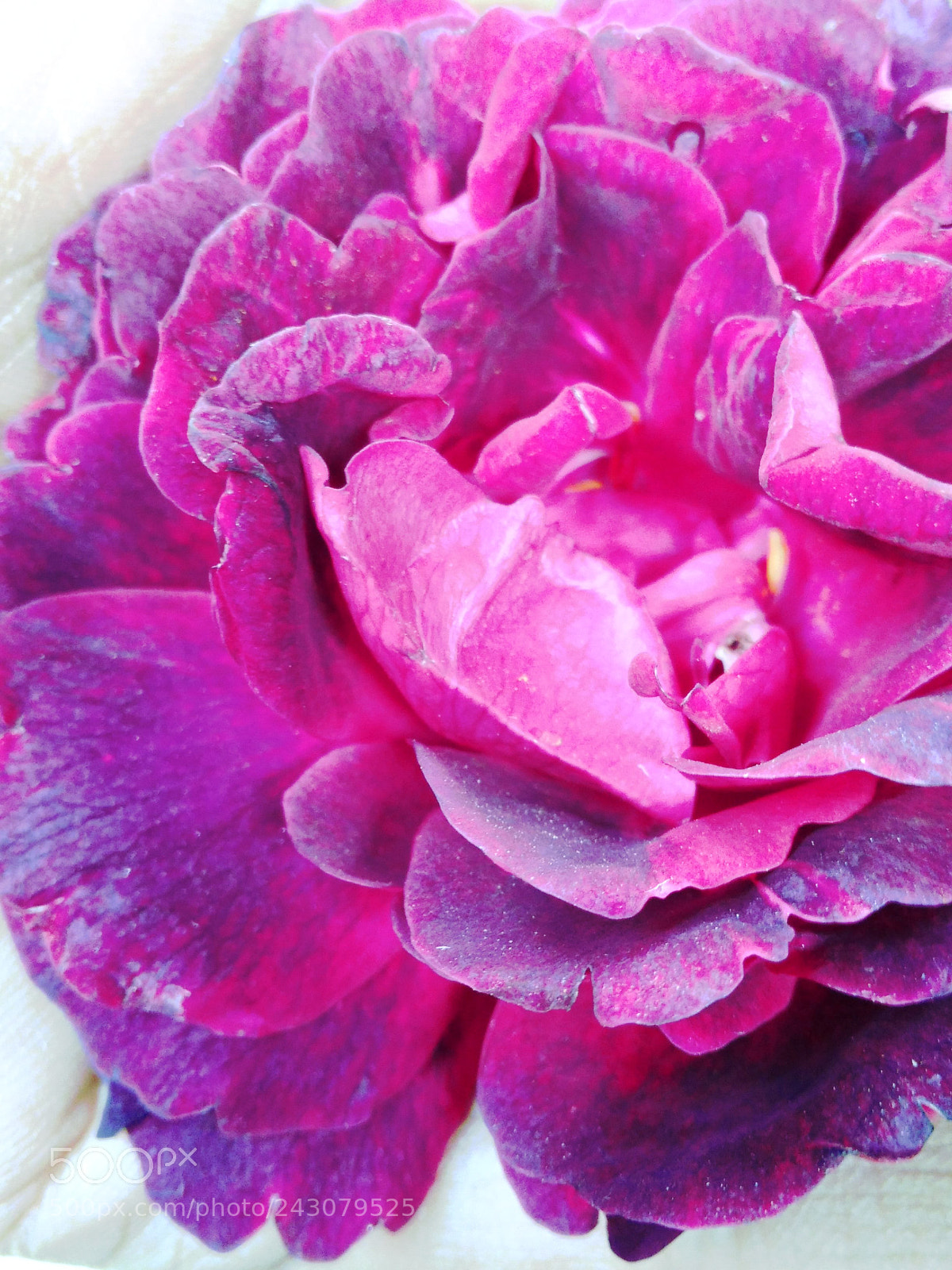 Xiaomi Redmi 4A sample photo. Purple rose photography