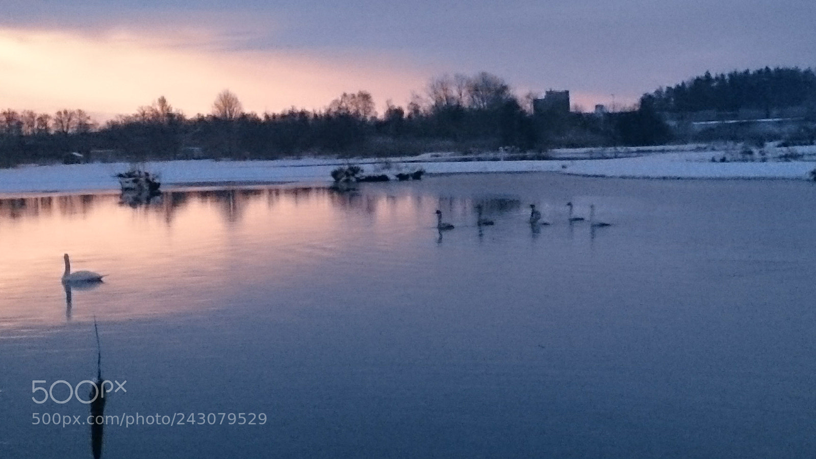 Sony Xperia Z2 sample photo. Birds photography