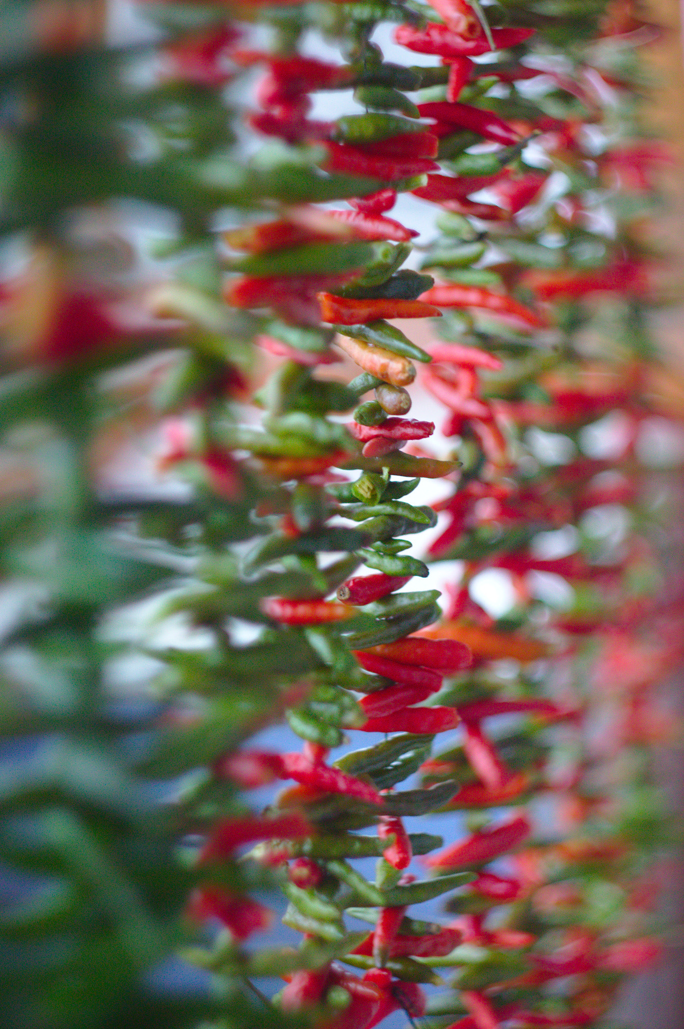 Canon EF 35-80mm f/4-5.6 sample photo. Chili peppers photography