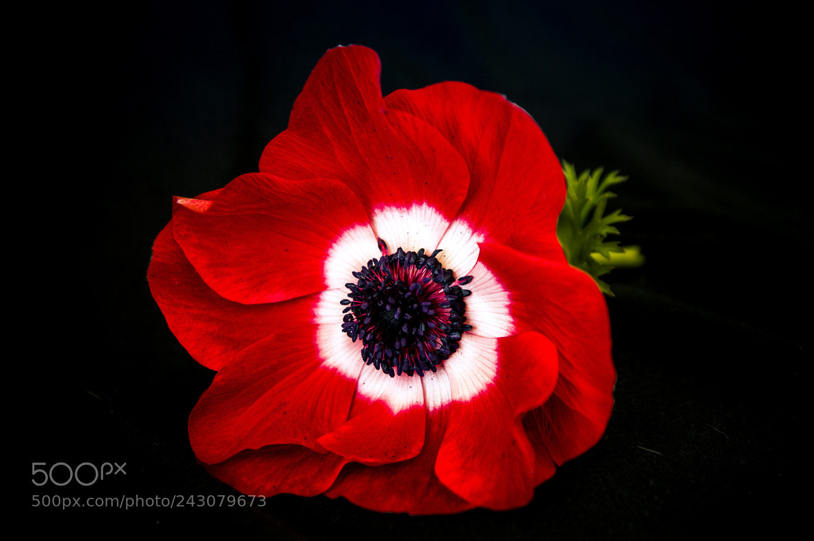 Nikon D3200 sample photo. Anemone coronaria photography
