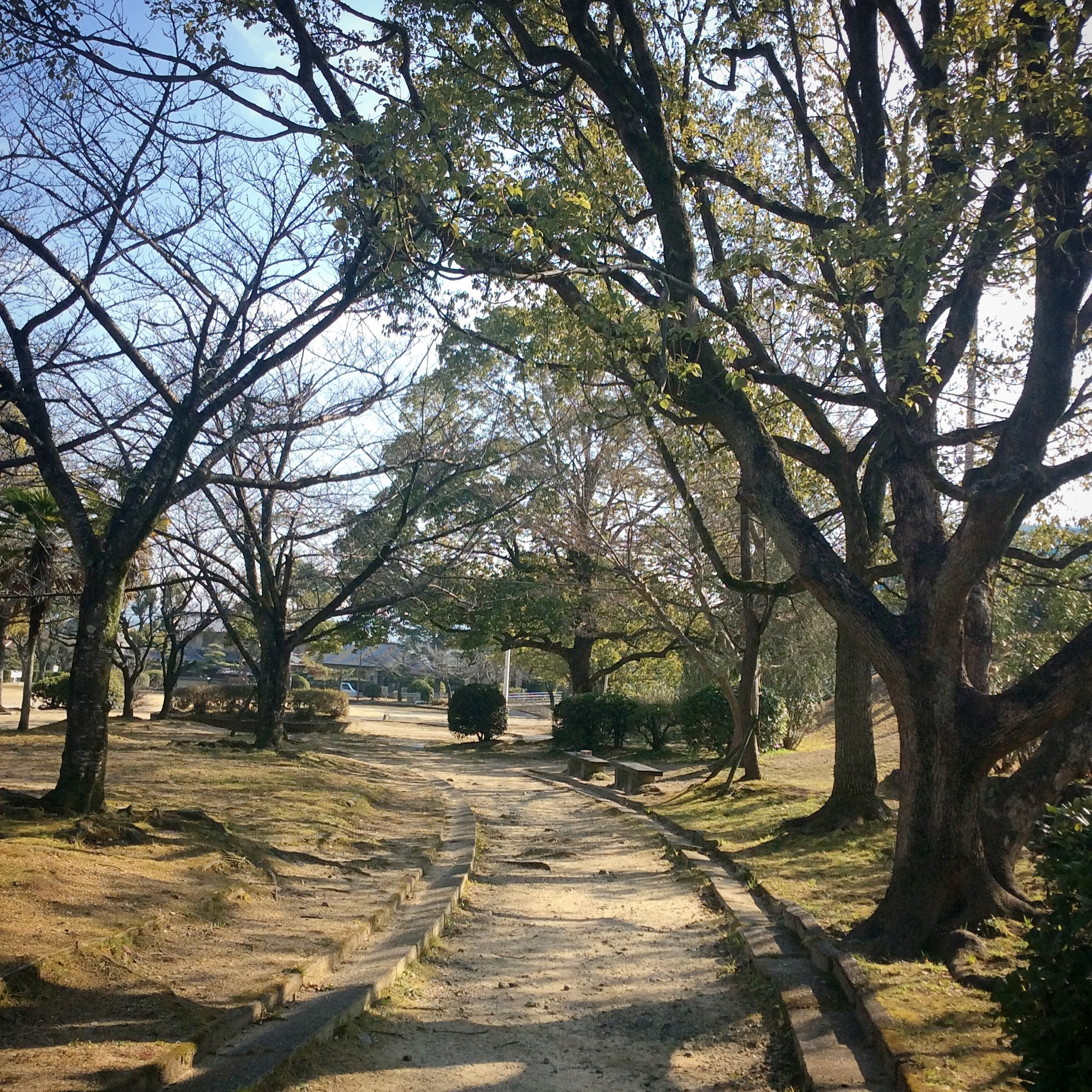 Apple iPad mini 3 sample photo. Can spring be far behind? photography