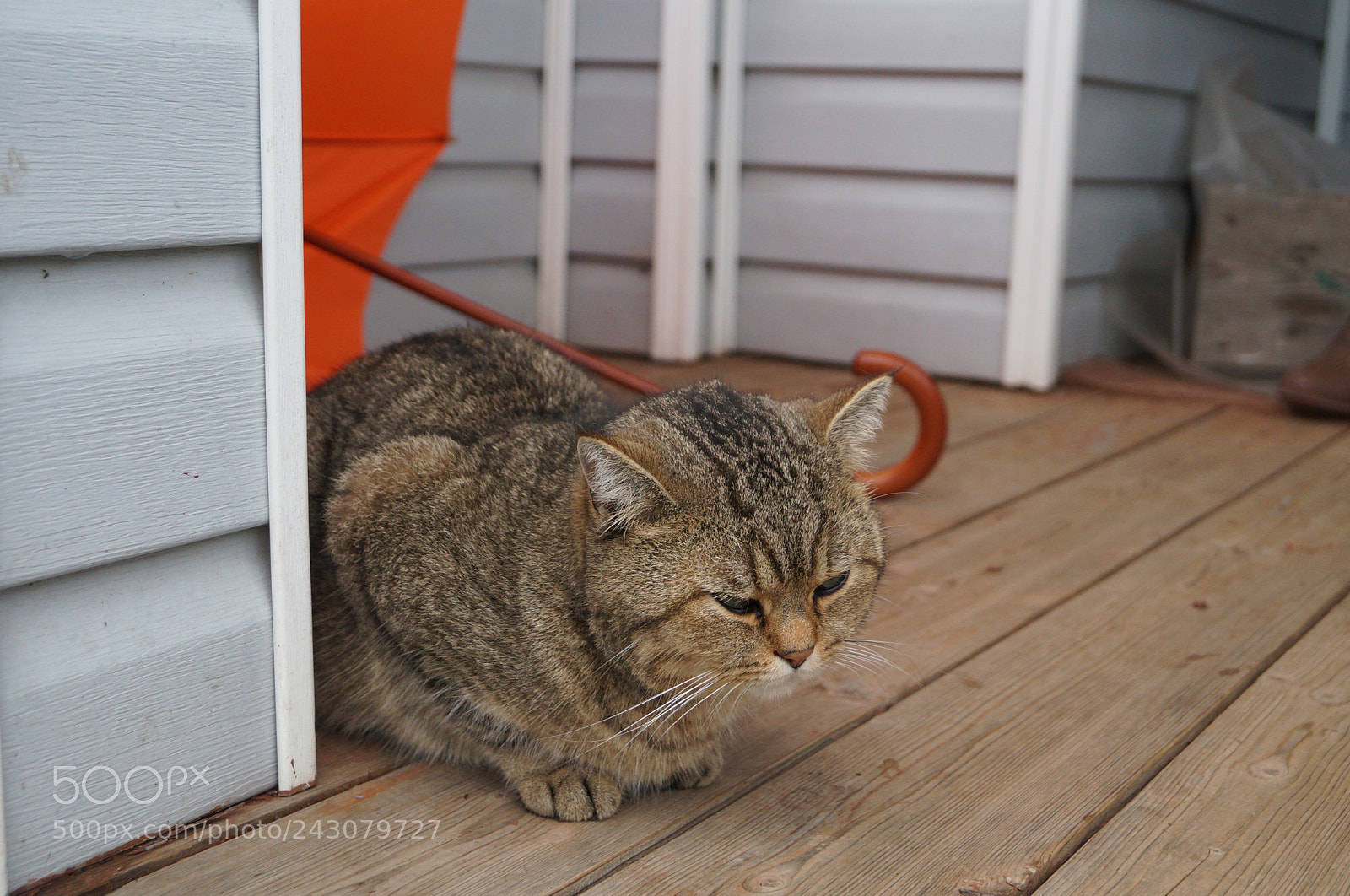 Sony SLT-A57 sample photo. Untitled photography