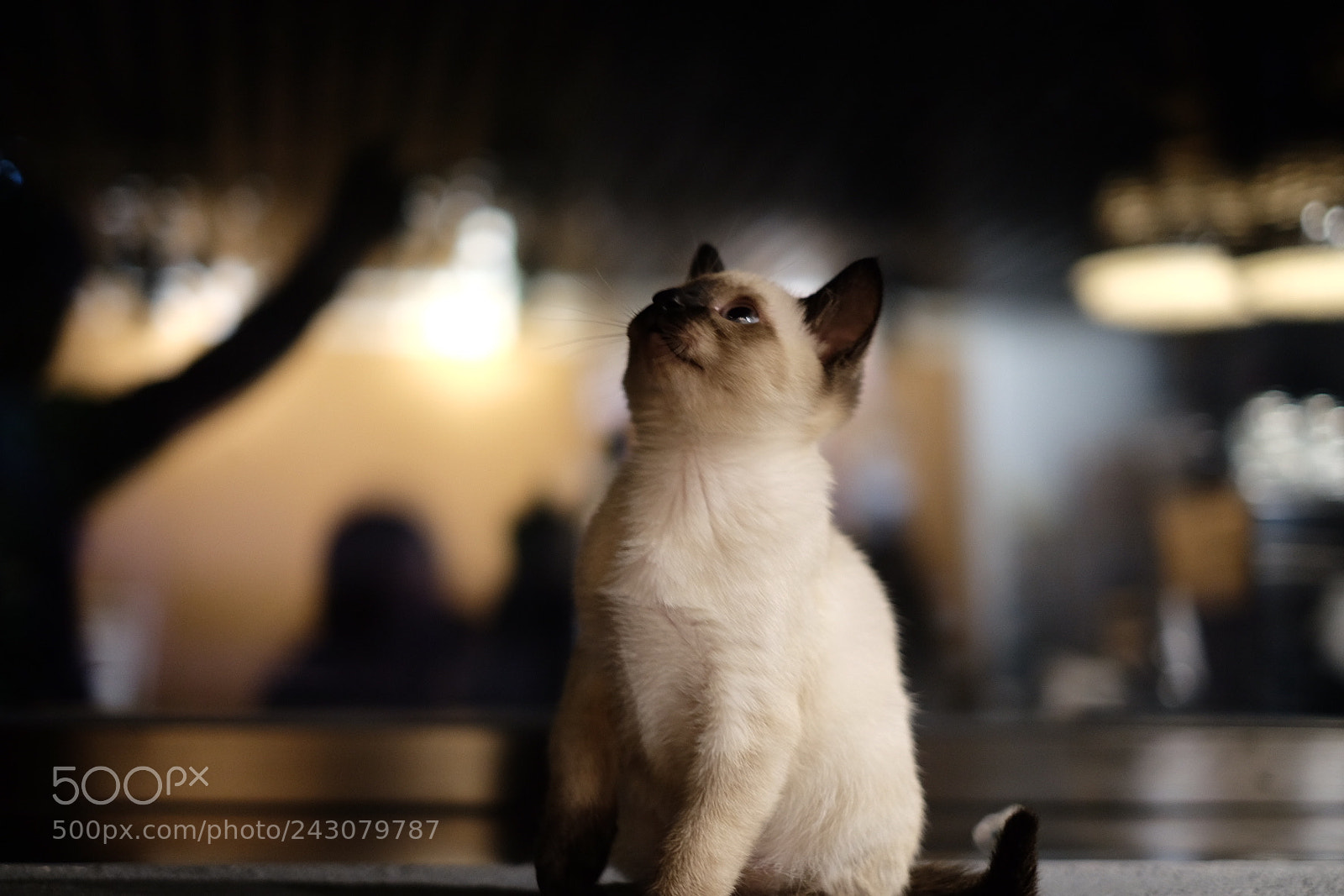 Fujifilm X-T10 sample photo. Untitled photography