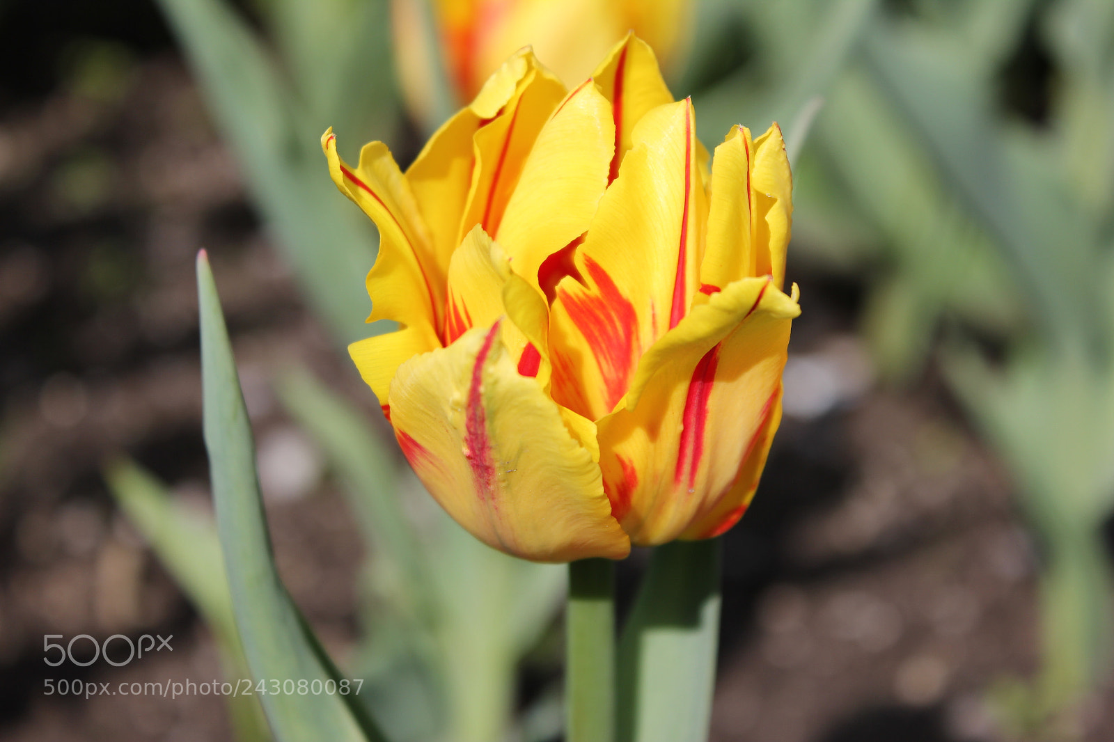 Canon EF-S 18-55mm F3.5-5.6 IS sample photo. Tulips rosetta mcclain gardens photography
