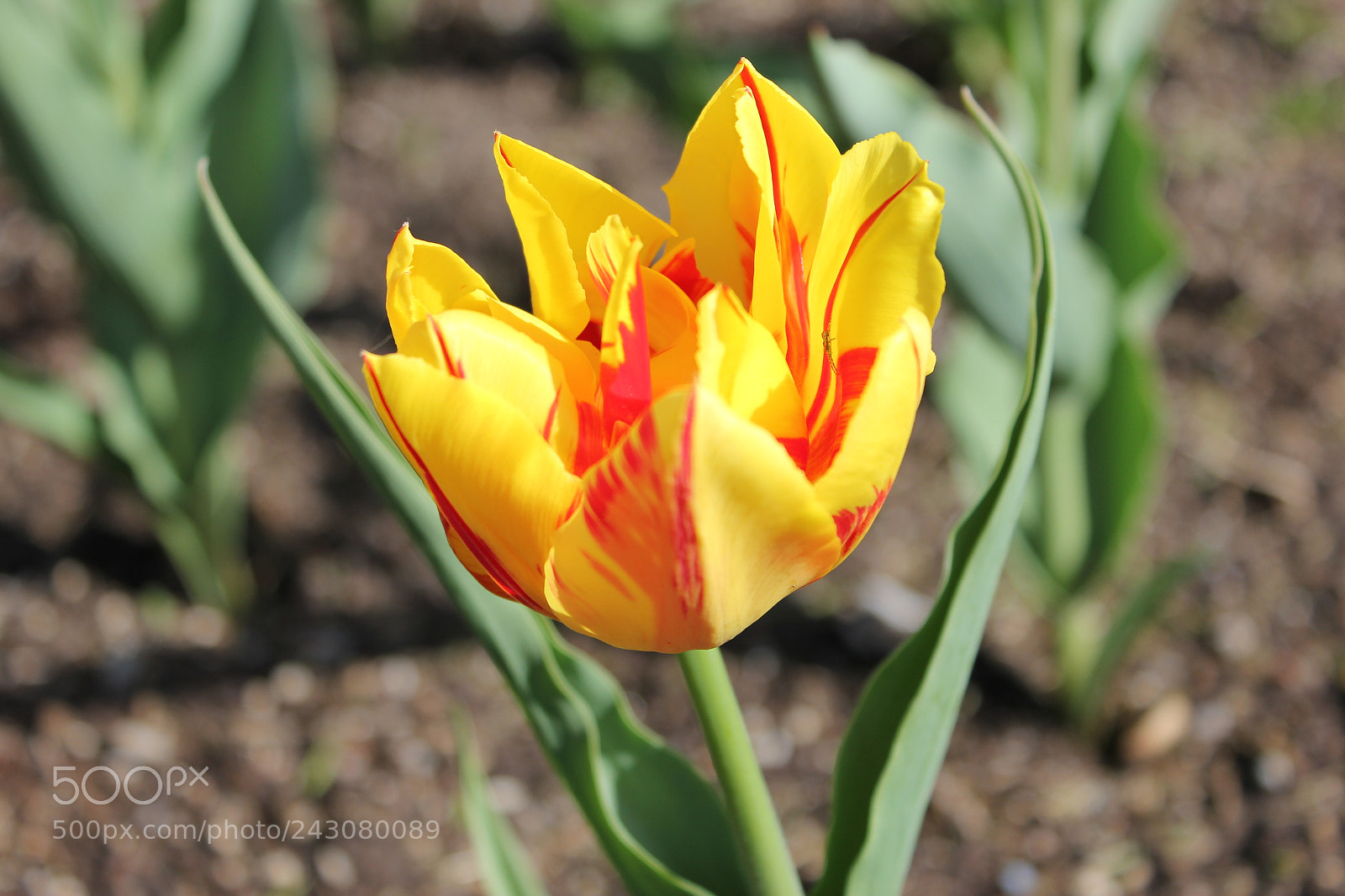 Canon EF-S 18-55mm F3.5-5.6 IS sample photo. Tulips rosetta mcclain gardens photography
