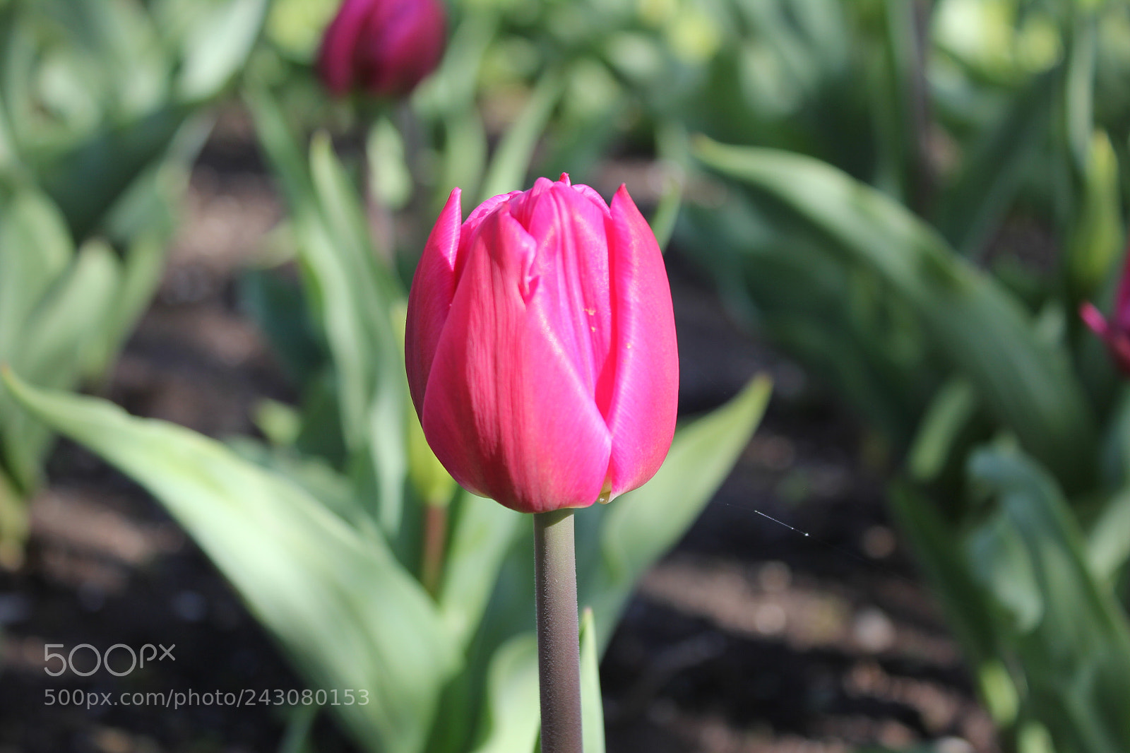 Canon EF-S 18-55mm F3.5-5.6 IS sample photo. Tulips rosetta mcclain gardens photography